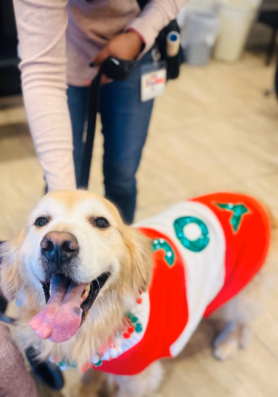A happy golden retriever dog wearing a red and white festive sweater with green decorations, standing indoors on a light-colored floor. A person wearing a light pink long-sleeve shirt and blue jeans is holding the dog's leash.