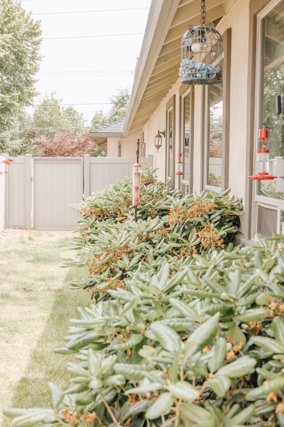 Outdoor garden area alongside a building with beige walls and windows. There are green bushes with some brown flowers, several hanging bird feeders, and a white fence in the background. The scene is bright and sunny with trees visible beyond the fence.