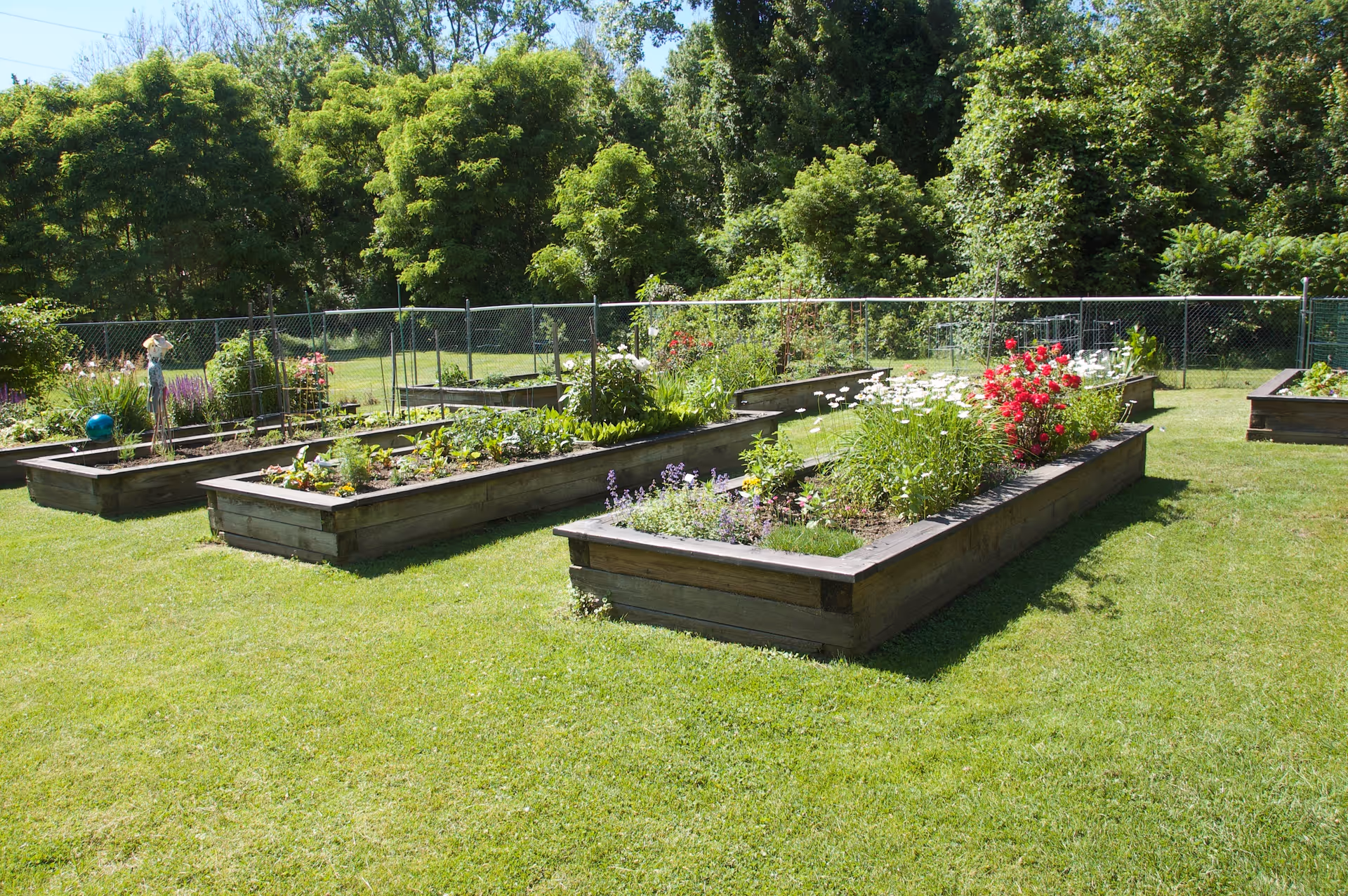 Raised wooden garden beds with flowering plants and greenery in a fenced grassy yard.