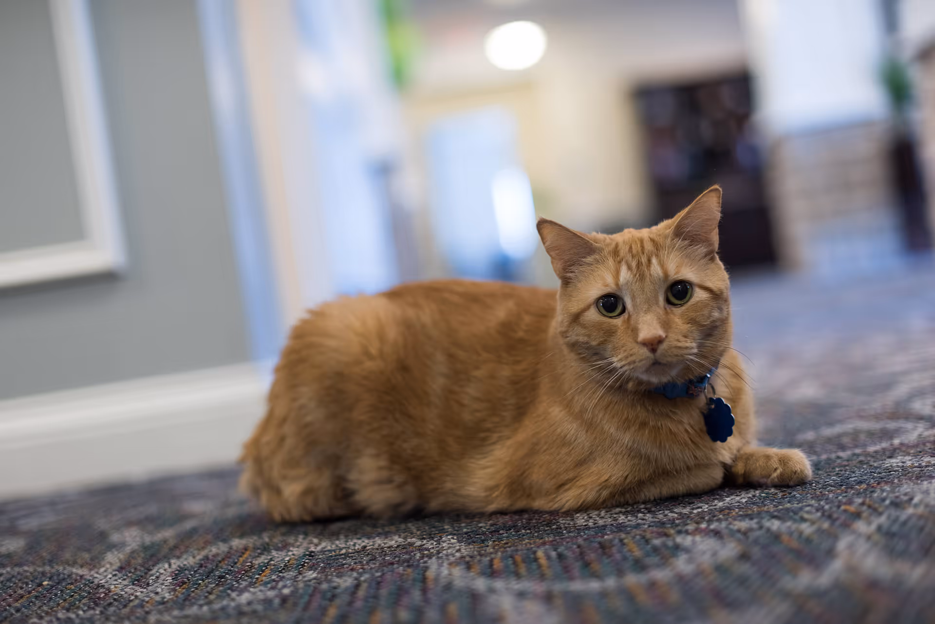 An orange tabby cat wearing a collar lounges on a carpeted indoor hallway.