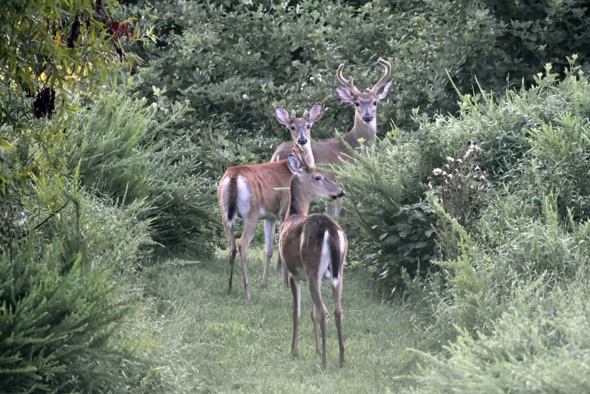 Three deer standing on a grassy path surrounded by dense green bushes and trees, with one deer having antlers.