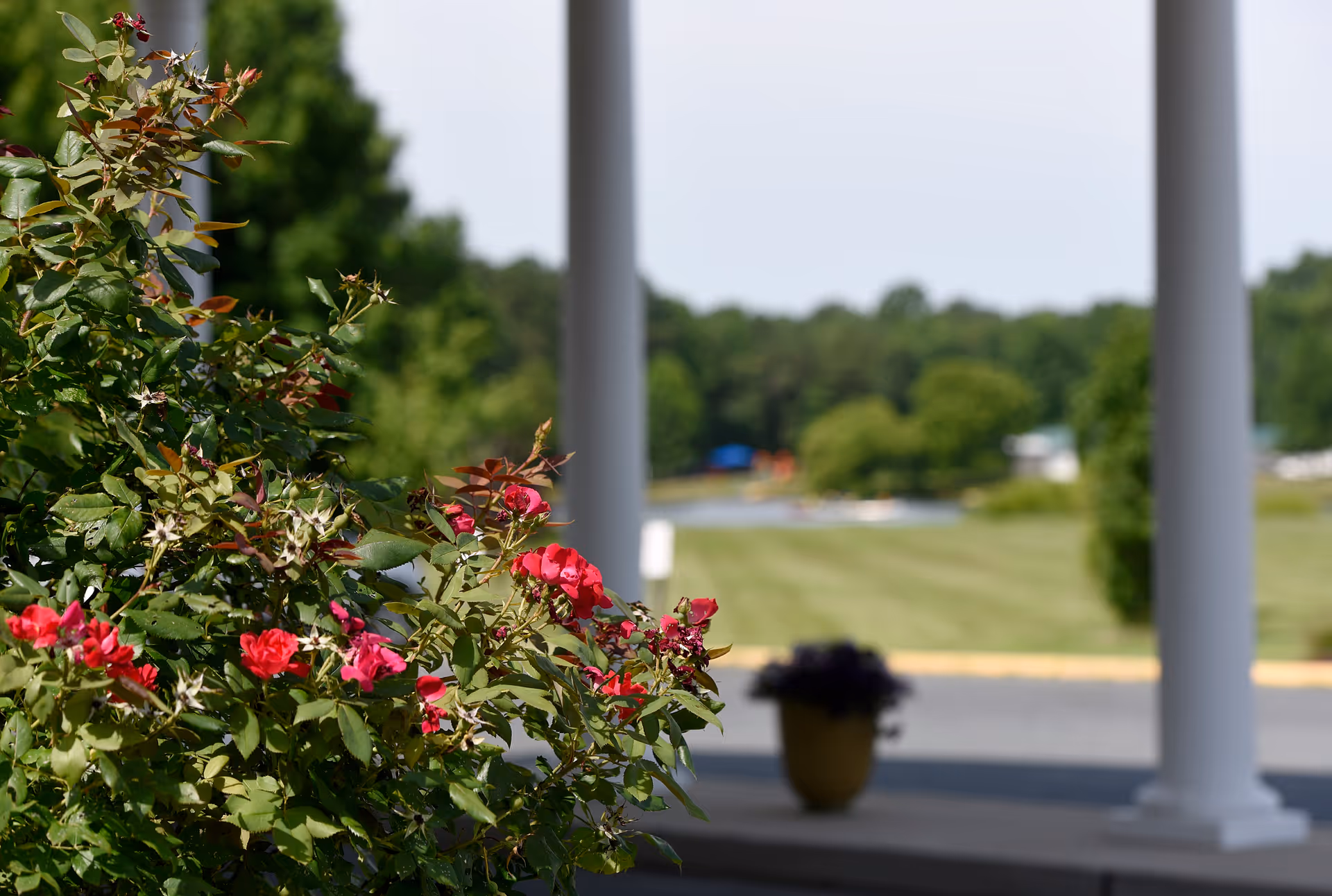 Close-up of a flowering bush with red flowers in the foreground, with a blurred view of a porch with white columns and a green lawn with trees in the background.