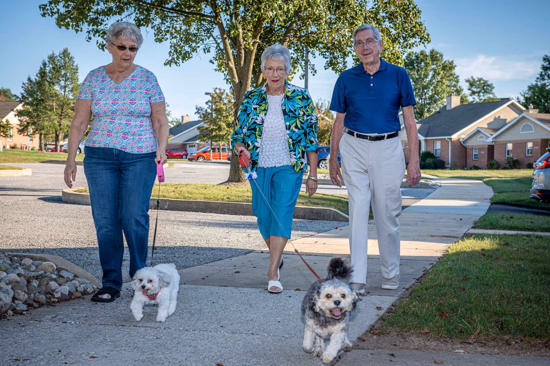 Three elderly individuals walking outdoors on a sidewalk in a residential area, each holding a leash with a small dog. The background shows houses, trees, and a clear blue sky.