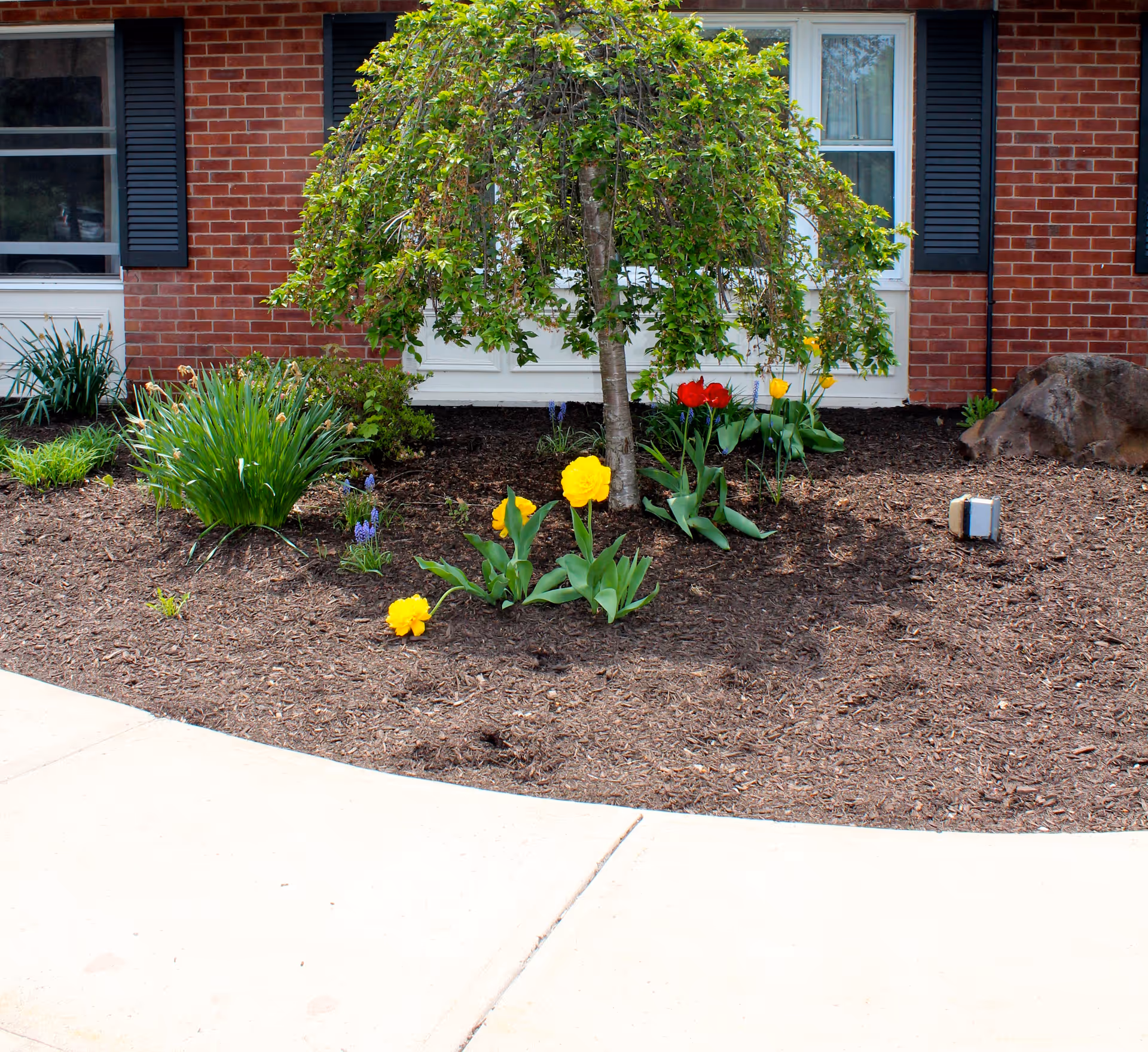 A small landscaped garden bed in front of a brick building with black shutters. The garden features a small tree with green leaves, yellow and red tulips, and other green plants. A concrete sidewalk curves around the garden bed.