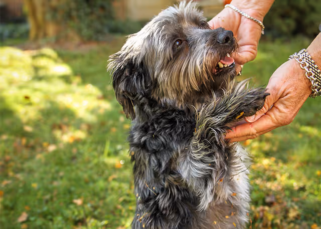 A small shaggy gray dog stands on its hind legs as a person holds its front paws in a grassy yard.