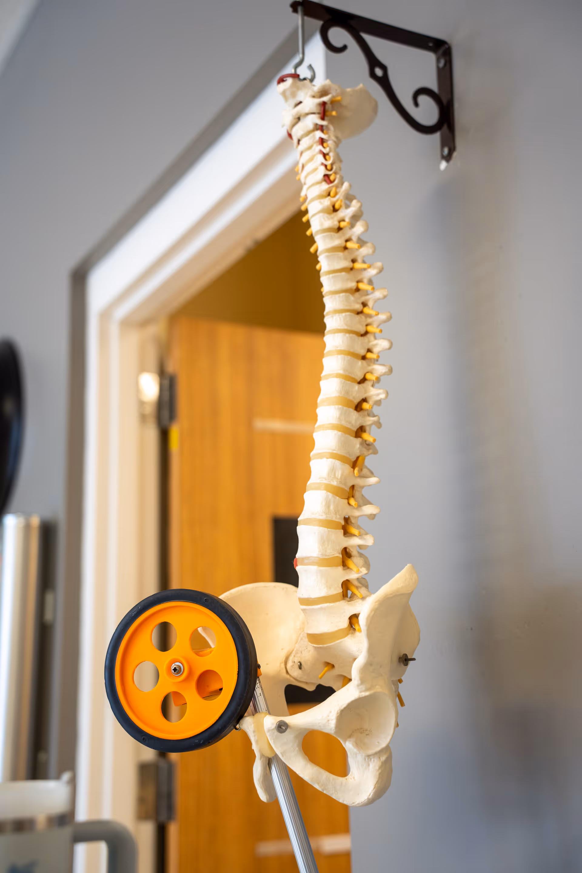 A medical model of a human spine and pelvis mounted on a stand with an orange wheel, positioned near a doorway inside a healthcare facility.