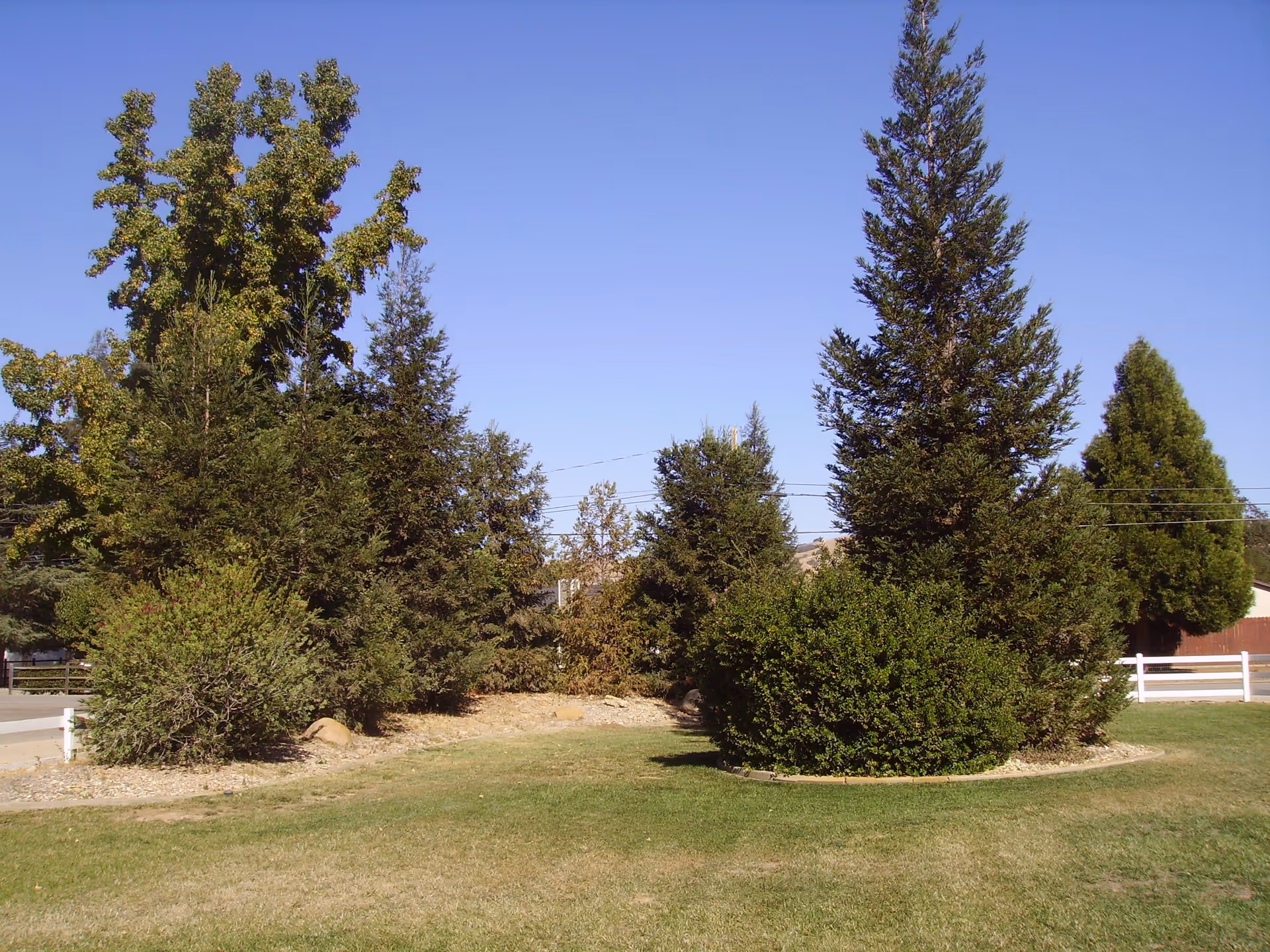 A landscaped outdoor area with green grass, various bushes, and tall evergreen trees under a clear blue sky.