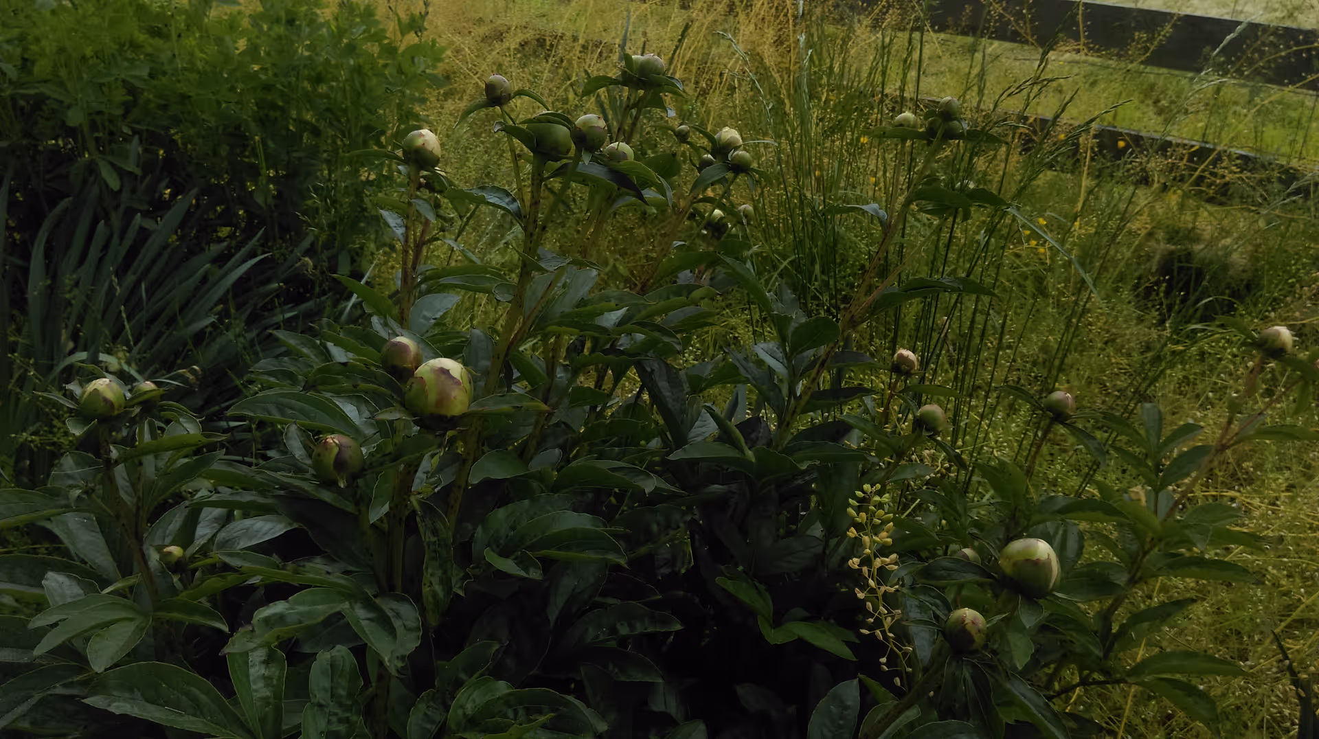 A close-up view of green plants with multiple flower buds in a garden area, surrounded by tall grasses and other vegetation.