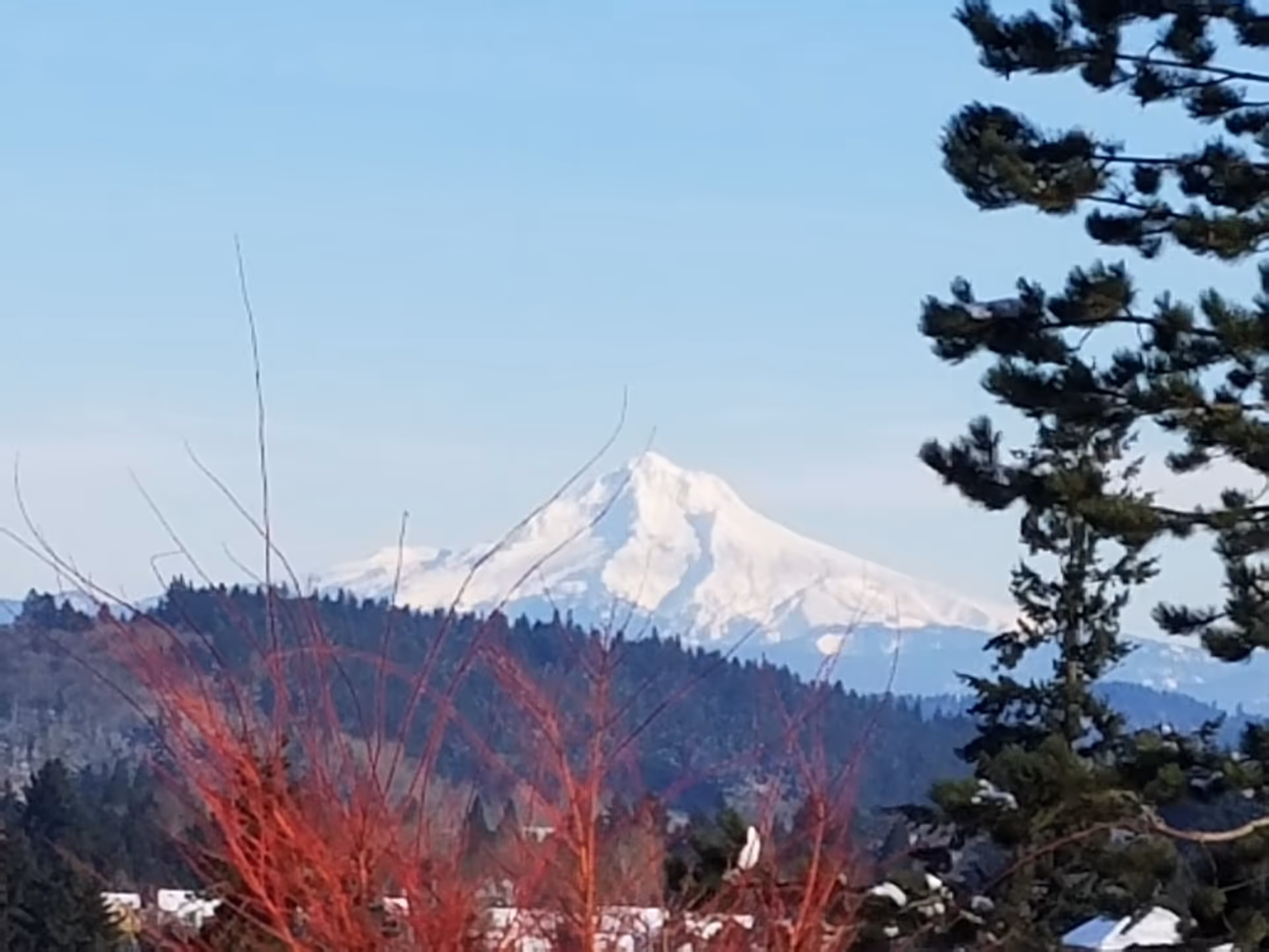 Snow-covered mountain rising above forested hills, framed by trees and red shrubs under a clear blue sky.