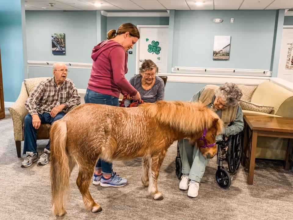 A small brown pony with a purple halter is interacting with three elderly people in a living room setting. One elderly woman in a wheelchair is petting the pony, while another elderly woman and a man sit on chairs nearby. A younger woman in a maroon hoodie is standing next to the pony, holding its reins. The room has light blue walls, framed pictures, and comfortable seating.