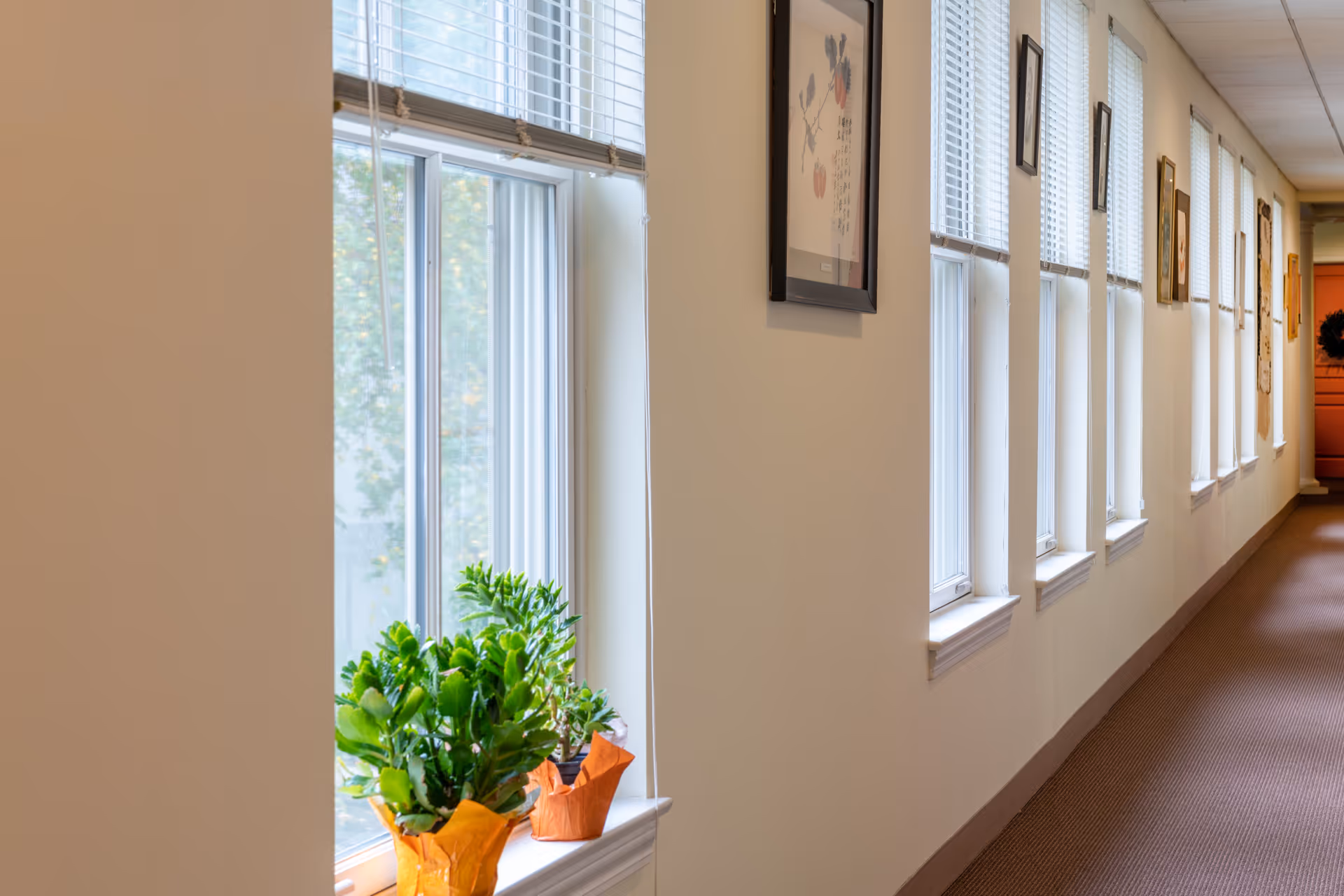 A well-lit hallway with multiple windows on the right side, each with white blinds partially open. There are framed pictures hanging on the wall between the windows. Two potted green plants wrapped in orange paper sit on the windowsill. The hallway has a carpeted floor and light-colored walls.