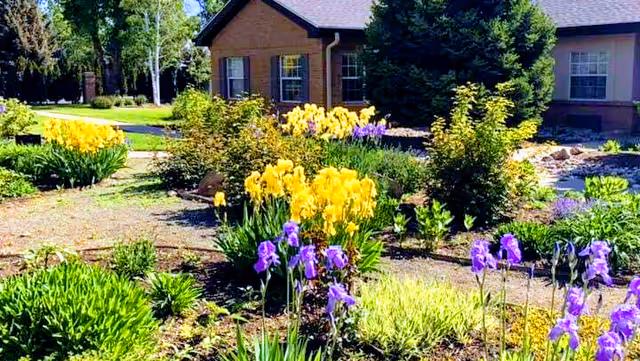 Front garden with yellow and purple irises and other plants in front of a single-story brick building.