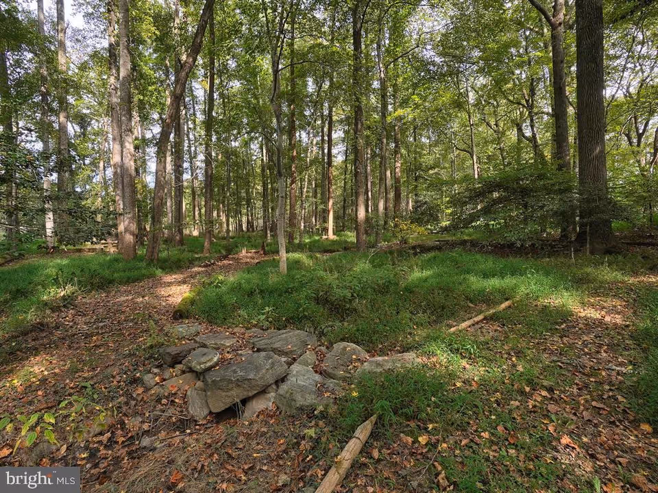 A wooded outdoor area with tall trees, green grass, and a small pile of rocks in the foreground. Sunlight filters through the tree canopy, illuminating the forest floor covered with leaves and small plants.