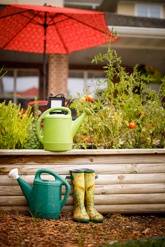 Two watering cans, one green and one light green, placed near a raised garden bed with tomato plants. A pair of colorful gardening boots is next to the green watering can. In the background, there is a red patio umbrella and part of a building.