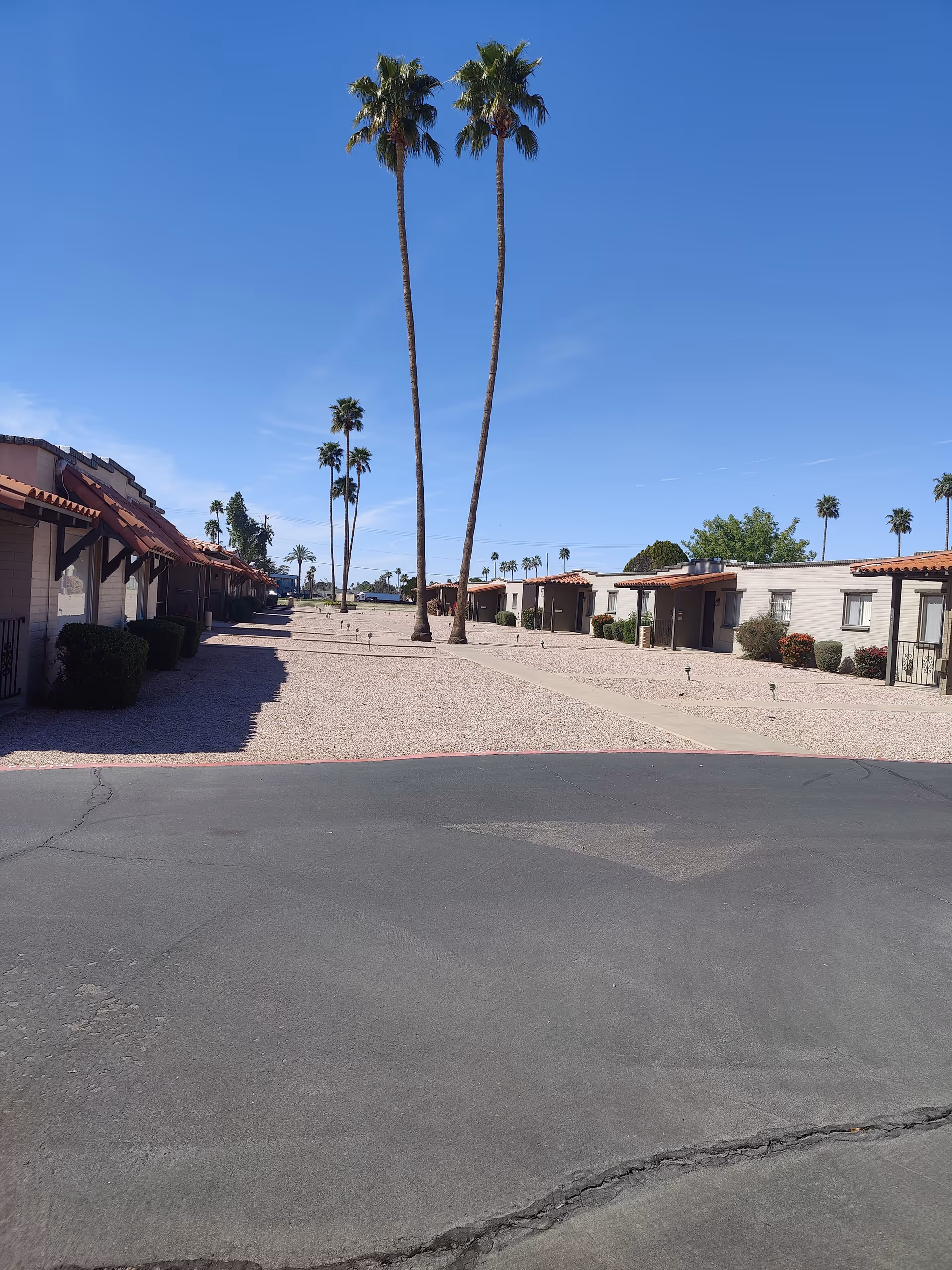 Sunlit courtyard between single-story apartment units with tall palm trees and gravel landscaping under a clear blue sky.