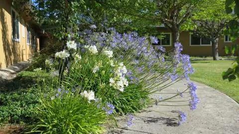 Outdoor garden path beside Creekwood Care Facility with purple and white flowers.