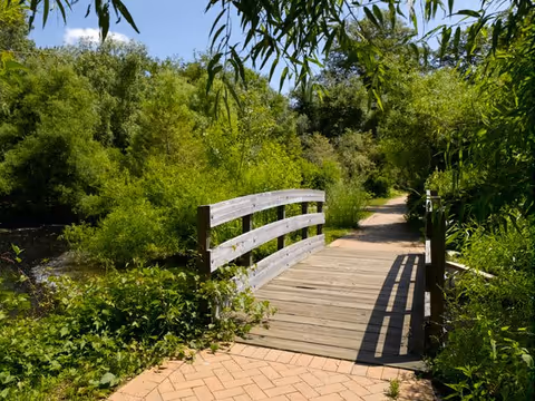 A wooden footbridge and sunlit pathway winding through lush green trees and vegetation.