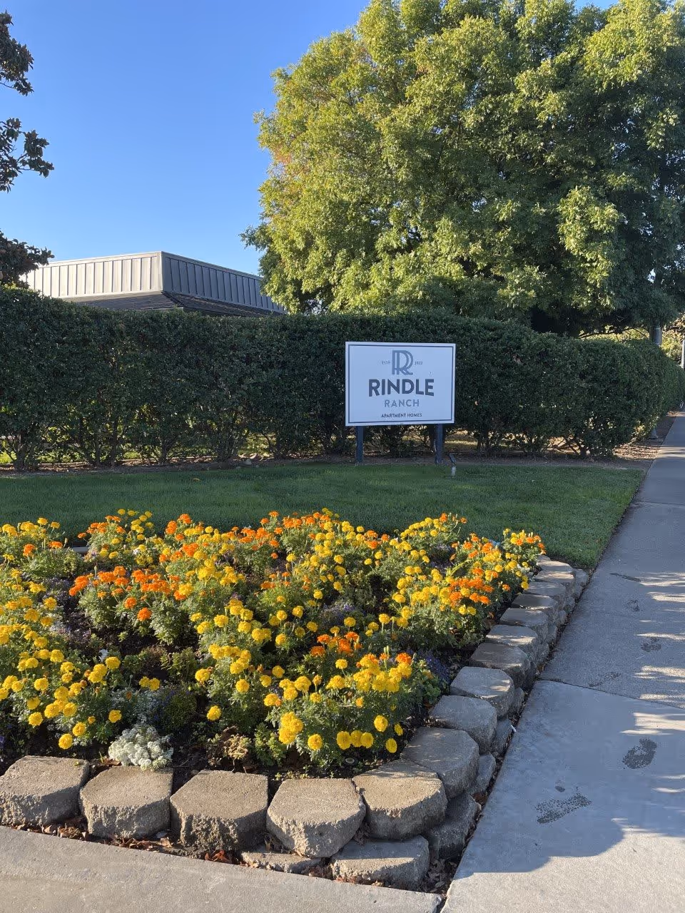 A landscaped garden bed with yellow and orange flowers bordered by stone blocks, a green hedge behind it, and a white sign that reads 'Rindle Ranch Apartment Homes' with a large tree and a building roof in the background under a clear blue sky.