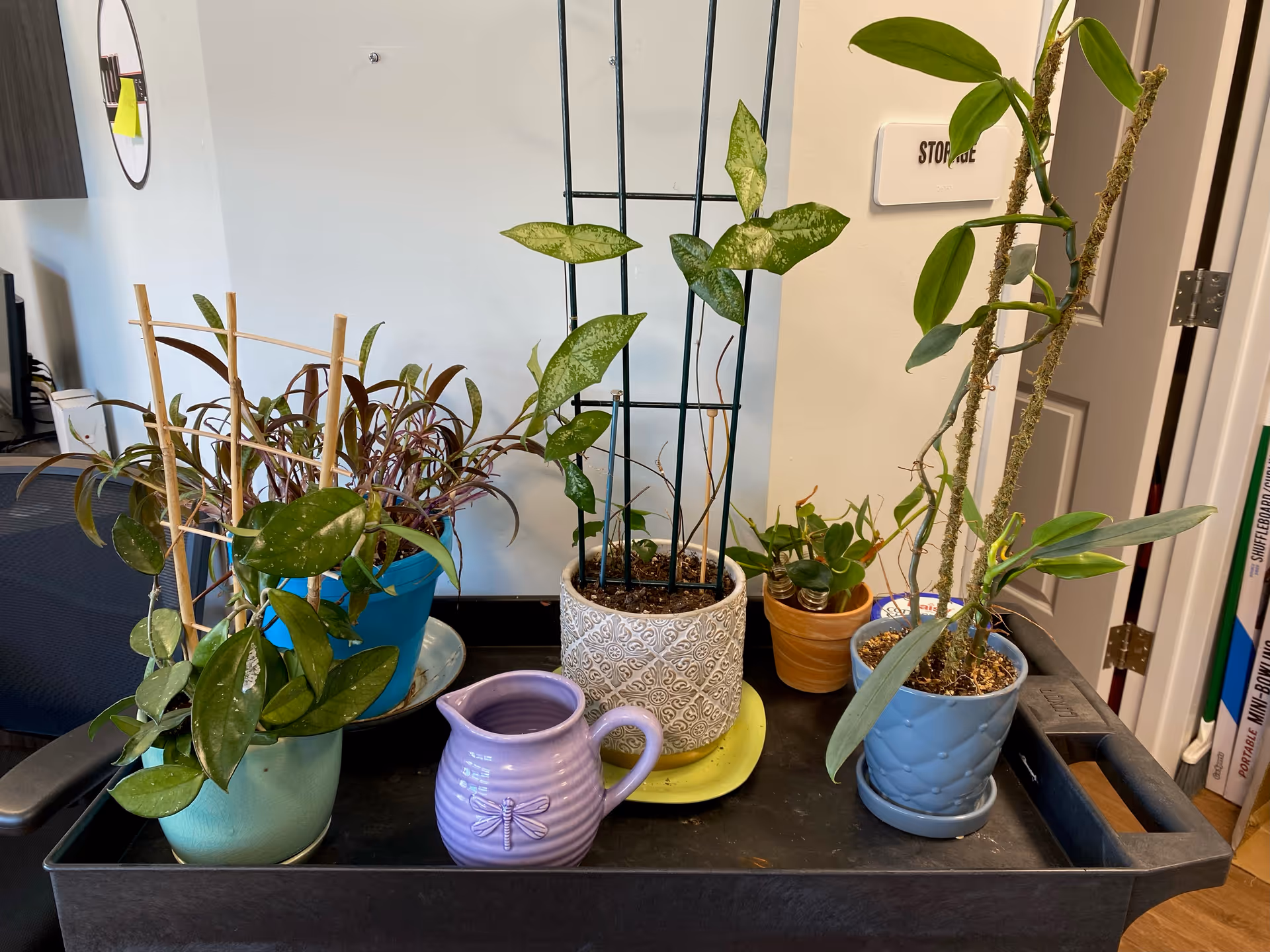 A collection of five potted plants arranged on a black cart indoors. The plants vary in size and type, with some supported by small trellises. A small purple watering can with a dragonfly design is also on the cart. In the background, part of a door, a chair, and some books or binders are visible.
