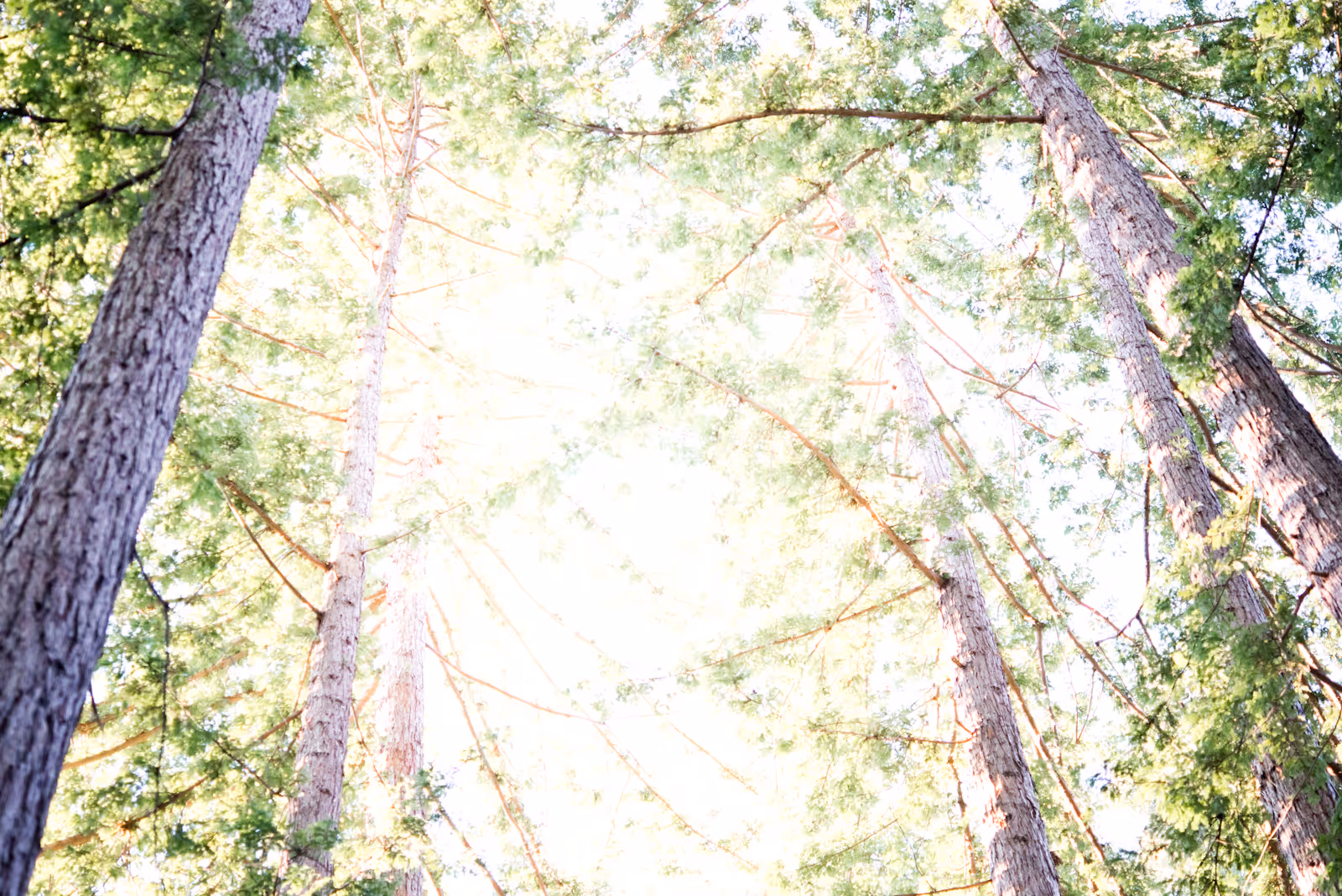 View looking up at tall trees with green foliage and sunlight filtering through the branches.