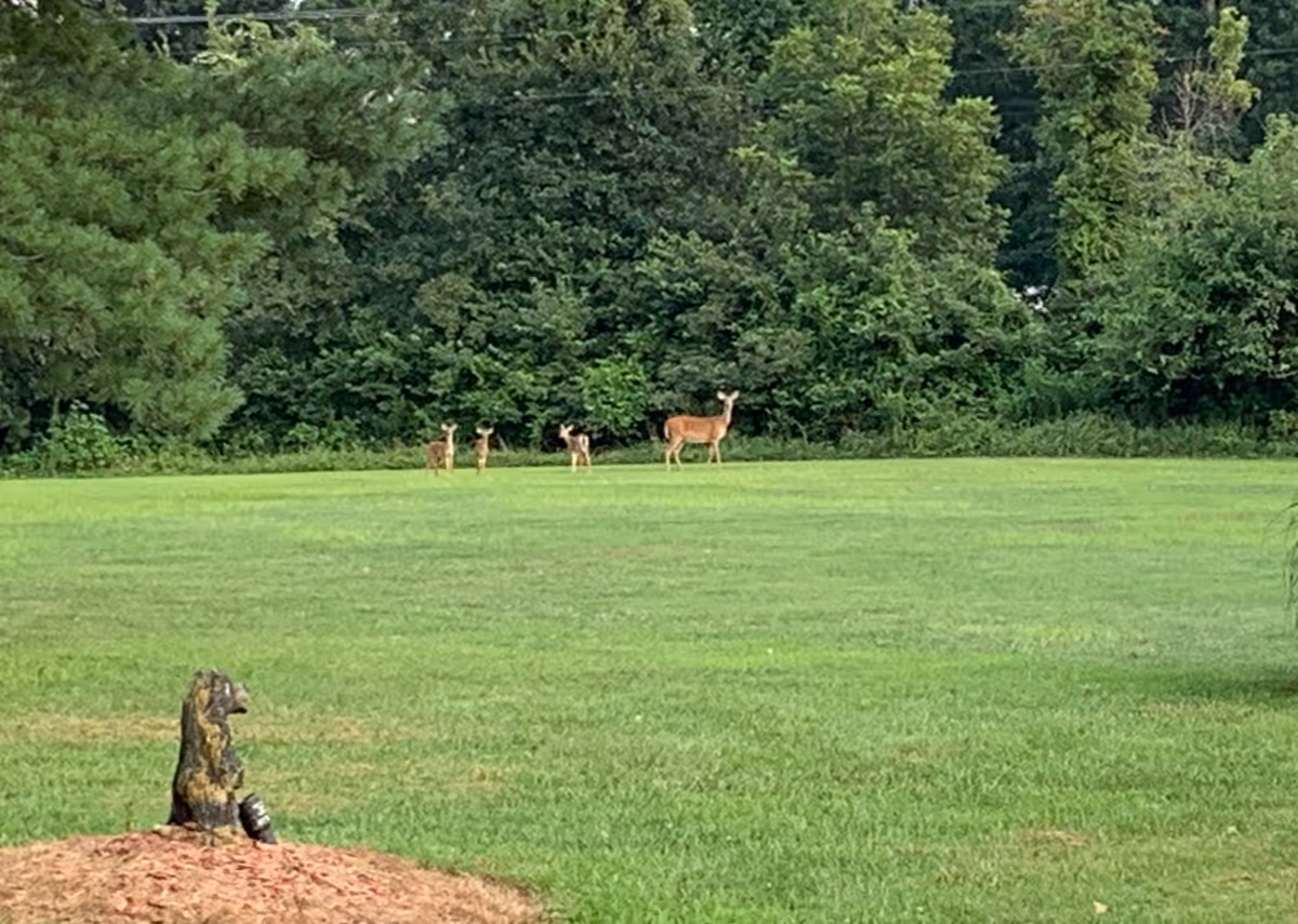 A grassy field with four deer standing near the edge of a dense forest. In the foreground, there is a small mound of dirt with a tree stump and a spotlight attached to it.