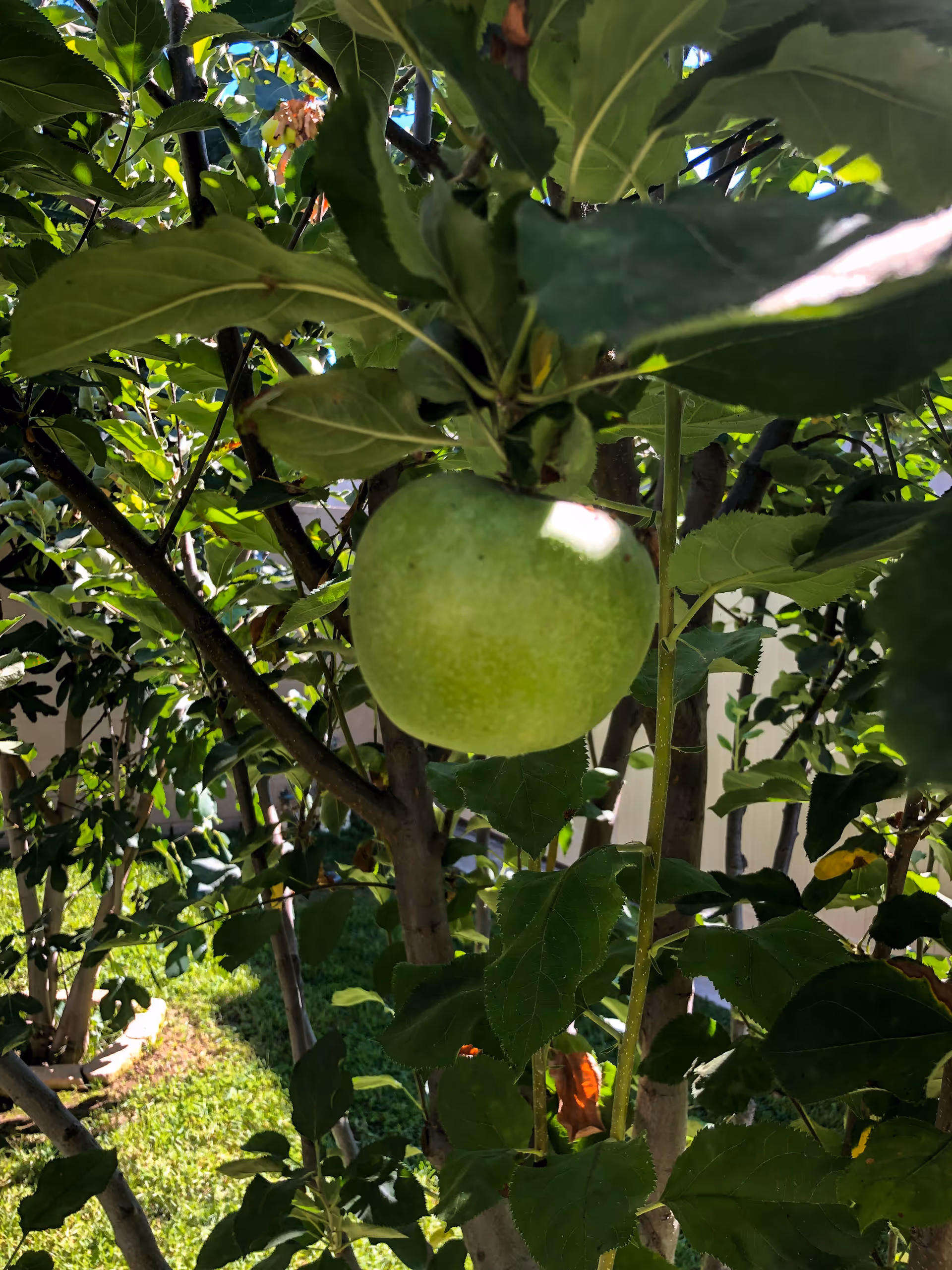 A close-up view of a green apple hanging from a tree branch surrounded by green leaves with sunlight filtering through.