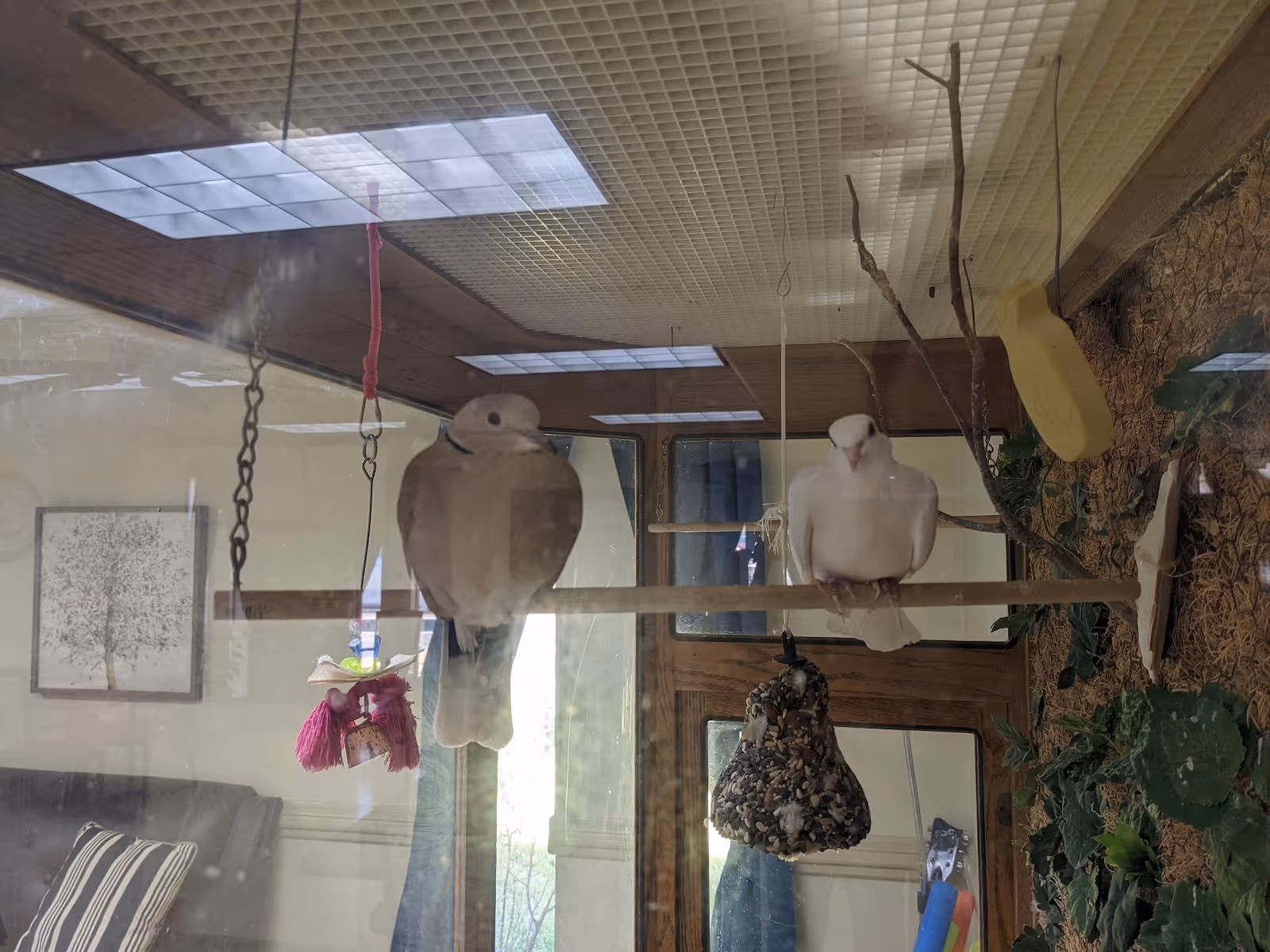 Two birds perched on a wooden rod inside a glass enclosure with hanging toys and branches. The enclosure is indoors, with a couch, a framed picture of a tree, and windows visible in the background.