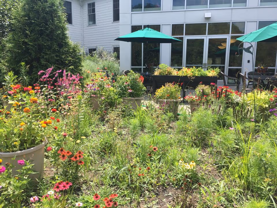 A vibrant garden with various colorful flowers and green plants in front of a building with large windows and two green patio umbrellas shading outdoor seating areas.