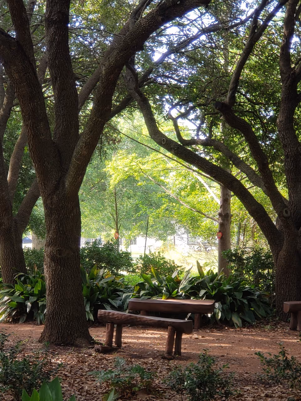 Shaded outdoor seating area with wooden benches beneath large trees and surrounding greenery.