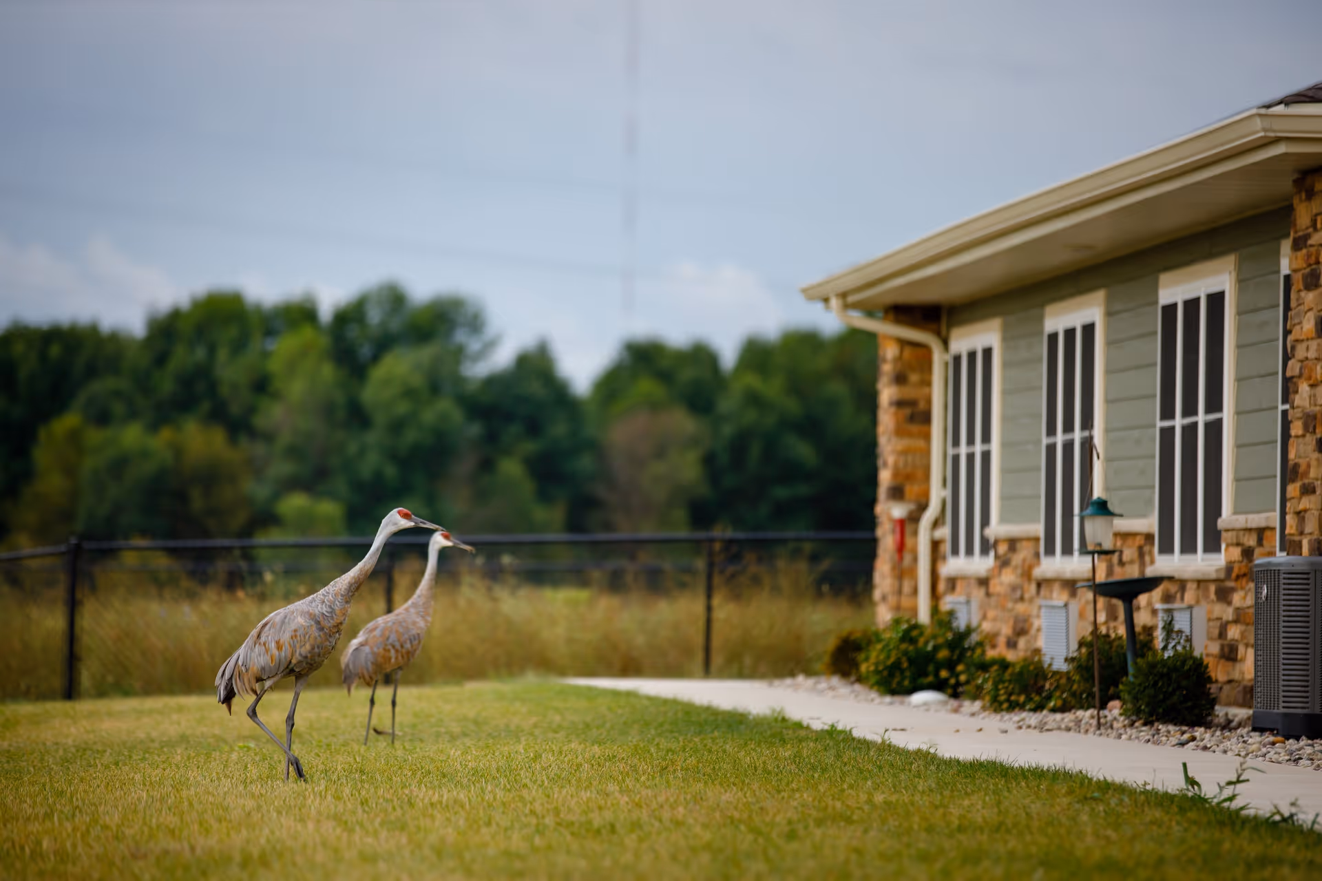 Two sandhill cranes walking on the grass near a building with stone and siding exterior, windows, and an air conditioning unit, with trees and a fence in the background.