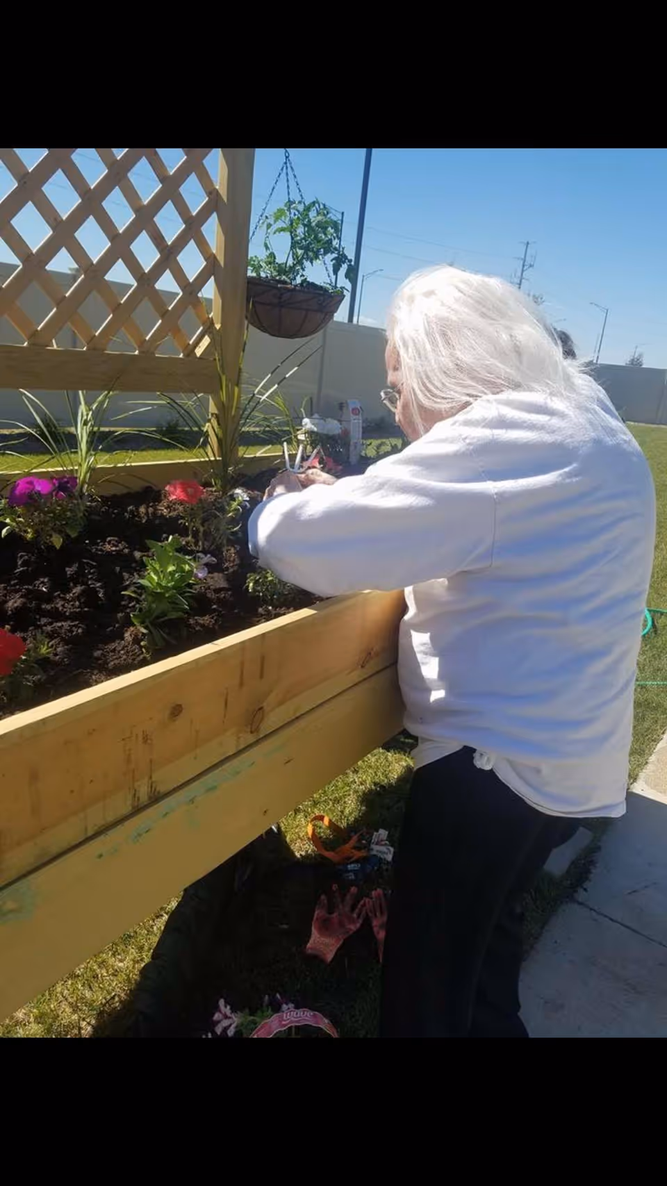 An elderly person with white hair wearing a white sweatshirt is tending to a raised garden bed filled with soil and colorful flowers outdoors on a sunny day. Gardening gloves and tools are on the ground nearby, and a wooden lattice with a hanging plant is visible in the background.