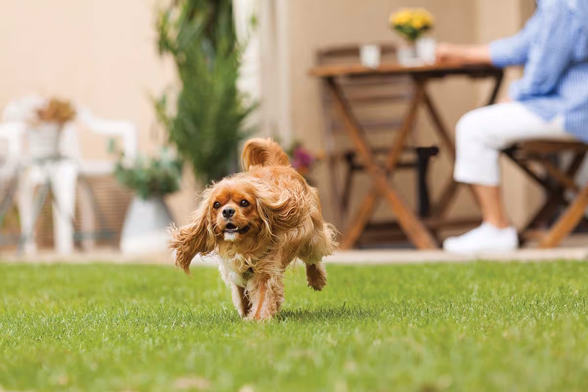 A small brown and white dog running on green grass in an outdoor area with a person sitting at a wooden table in the background.