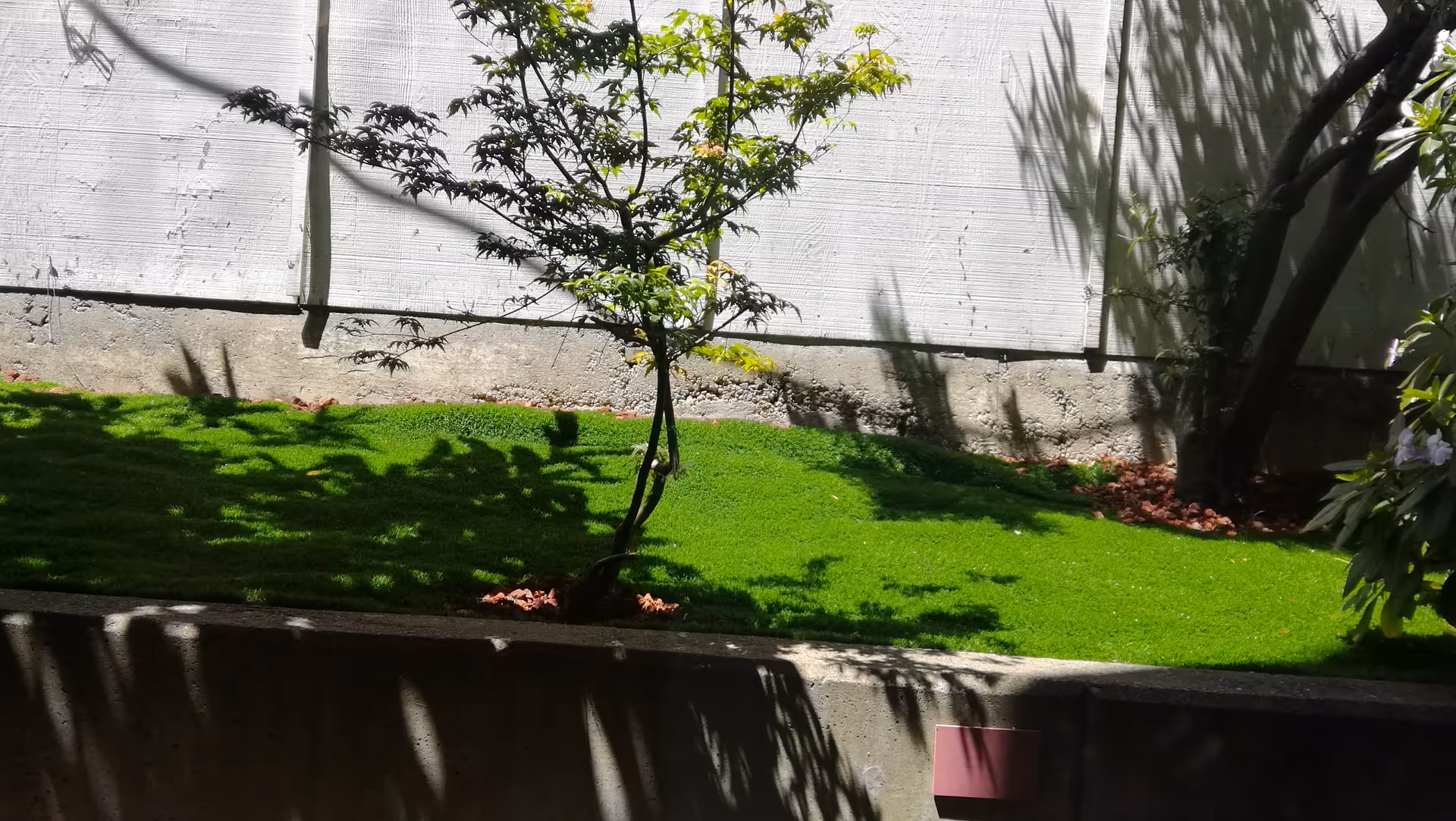 A small outdoor garden area with bright green grass, a young tree in the center, and a concrete wall in the background. Shadows of other trees and plants are cast on the grass and wall.