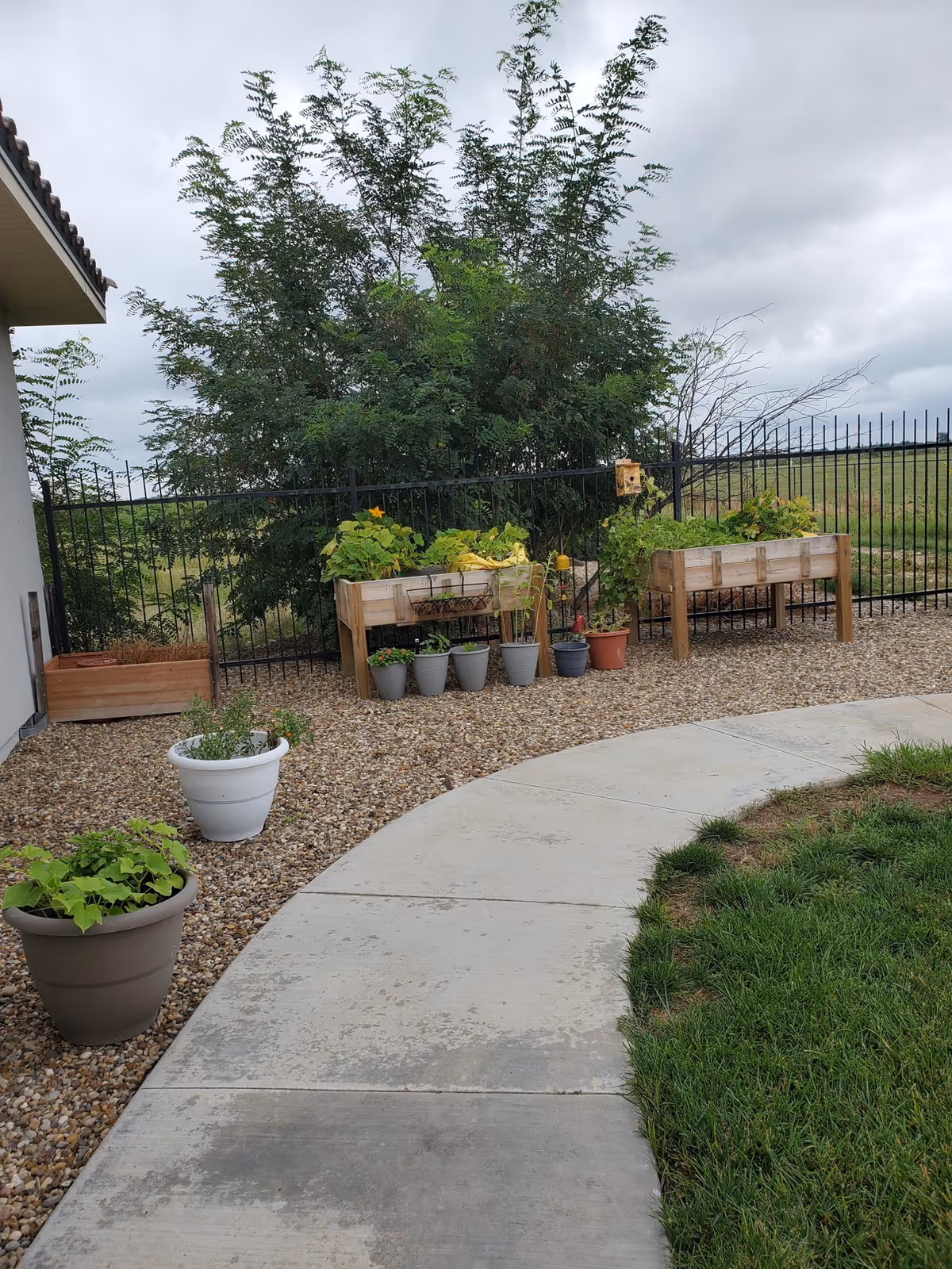 Outdoor garden area with a curved concrete walkway, green grass on one side, and several potted plants and raised garden beds along a black metal fence. Trees and open field are visible in the background under a cloudy sky.