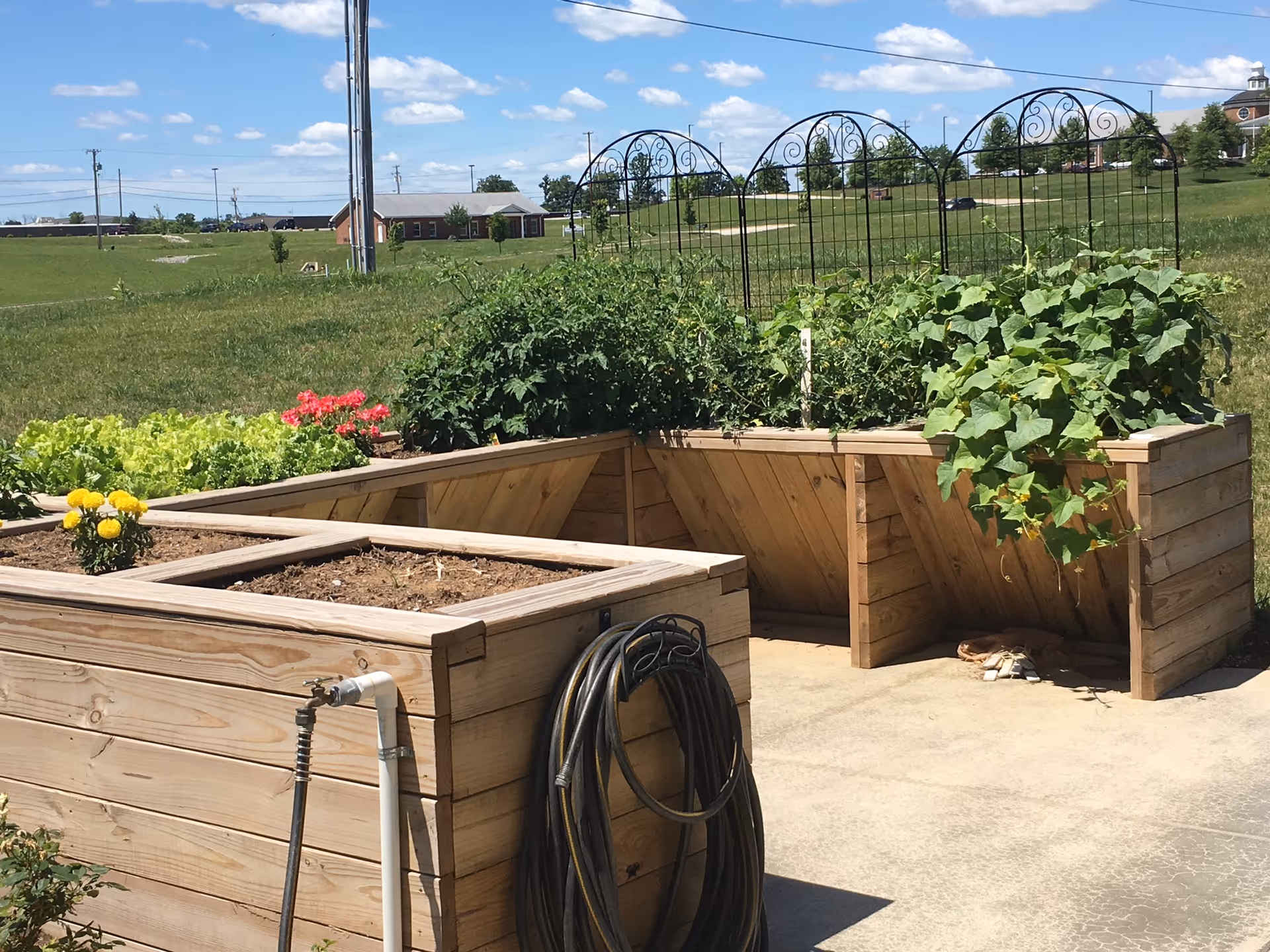 Raised wooden garden beds with various plants and flowers growing in them, situated outdoors on a concrete surface with a grassy field and buildings in the background under a blue sky with scattered clouds.