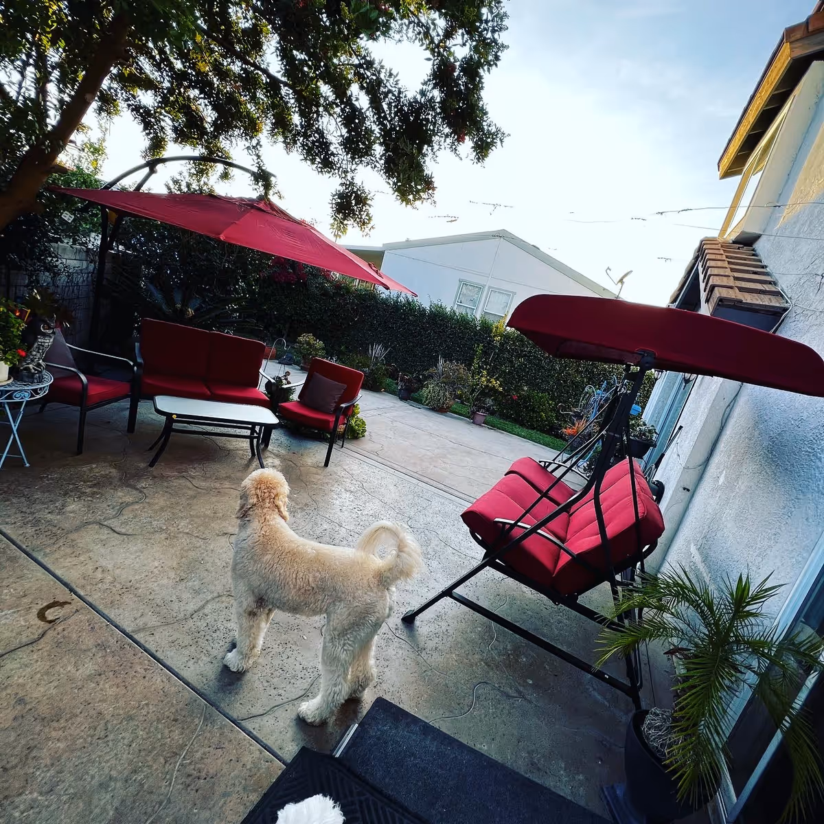 Outdoor patio area with red cushioned seating including a swing bench, chairs, and a table under a red umbrella. A light-colored dog stands on the concrete floor looking towards the seating area. There are plants and trees around the patio, and a white building is visible on the right side.