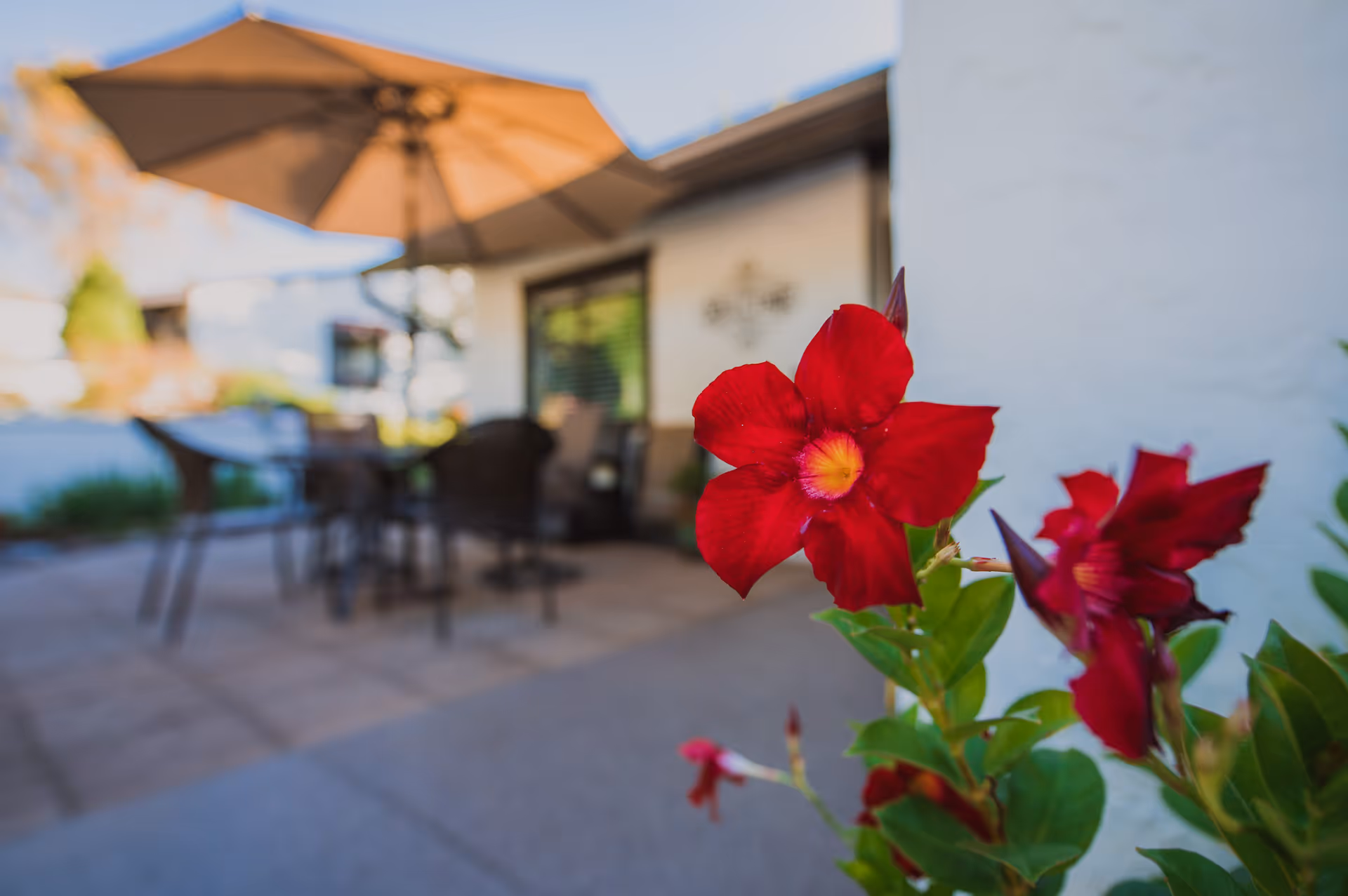 Red flowers in sharp focus on a patio with an umbrella, table and chairs blurred in the background.