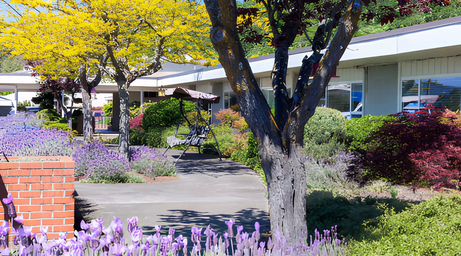 Outdoor garden area at Rose Haven Nursing Center featuring a paved walkway, blooming purple flowers, green shrubs, and trees with yellow leaves. There is a metal swing bench with a canopy along the path and a building with windows in the background.