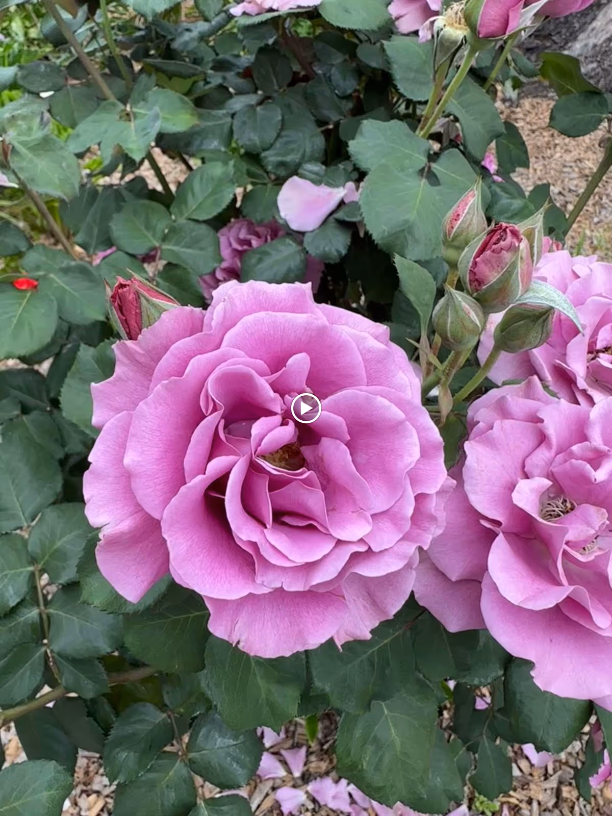 Close-up of vibrant pink roses in full bloom surrounded by green leaves and rosebuds in a garden setting.