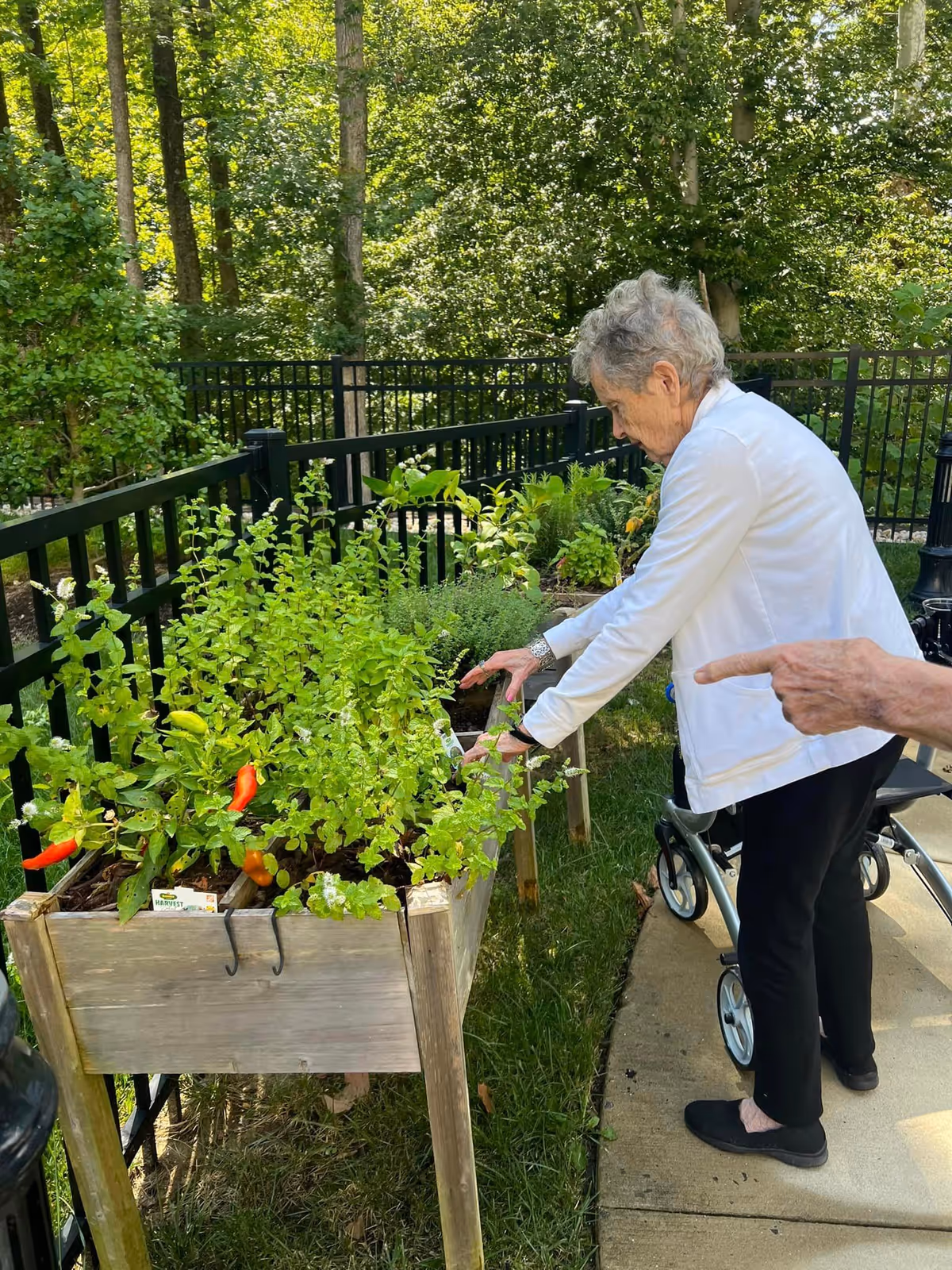 An elderly woman wearing a white jacket and black pants is tending to a raised garden bed with various green plants and some red peppers. She is outdoors on a paved path next to a black metal fence, with trees and greenery in the background. A person beside her is pointing towards the plants, and a walker is visible nearby.