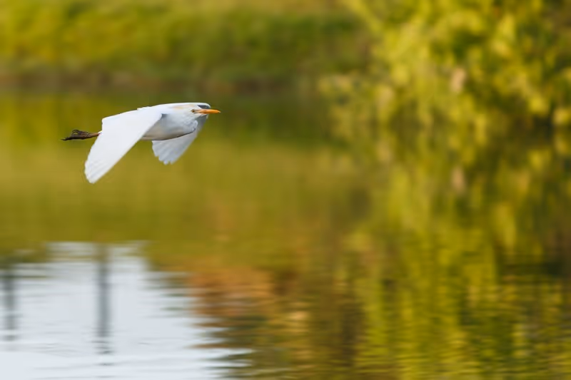 A white bird flying low over a body of water with green foliage reflected on the water surface in the background.