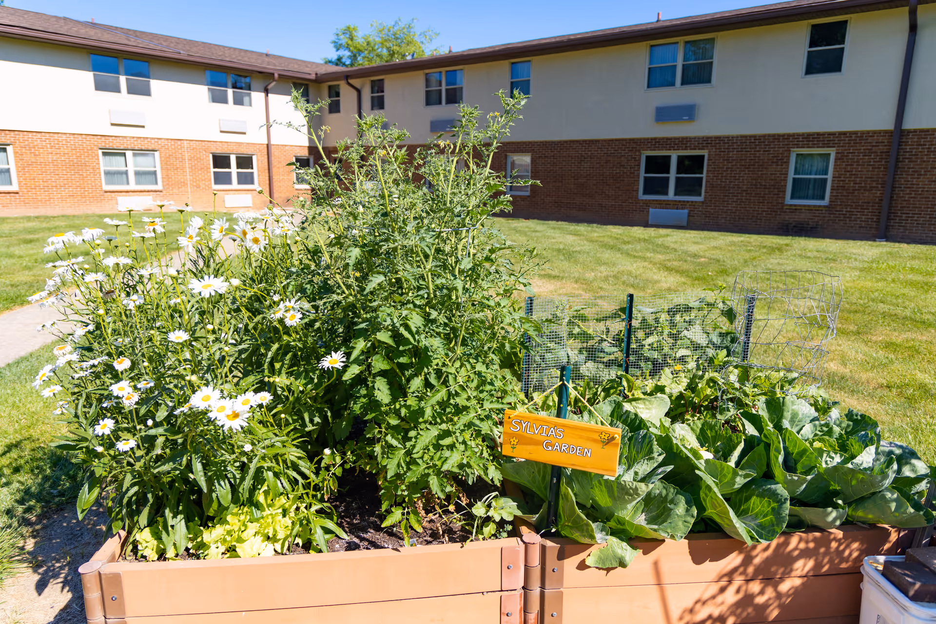 A raised garden bed filled with various plants including daisies and leafy greens, with a small yellow sign that reads 'Sylvia's Garden'. The garden is located outdoors on a grassy area in front of a two-story brick and beige building under a clear blue sky.