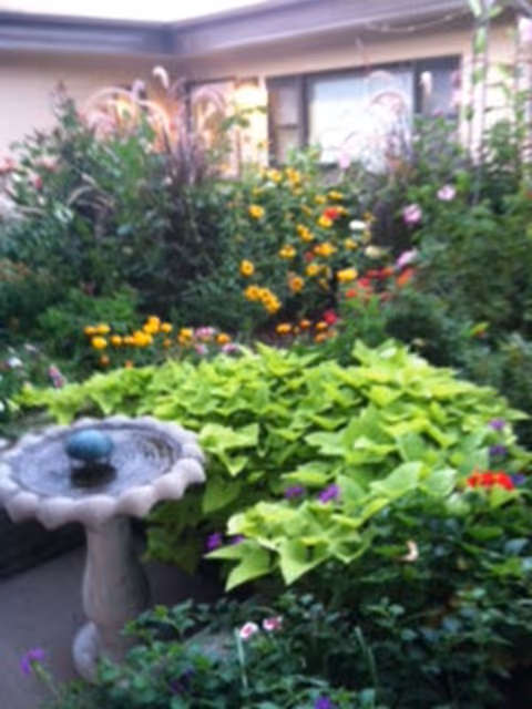A lush garden area with various green plants and colorful flowers surrounding a stone birdbath with a small water feature. The background shows part of a building with windows.