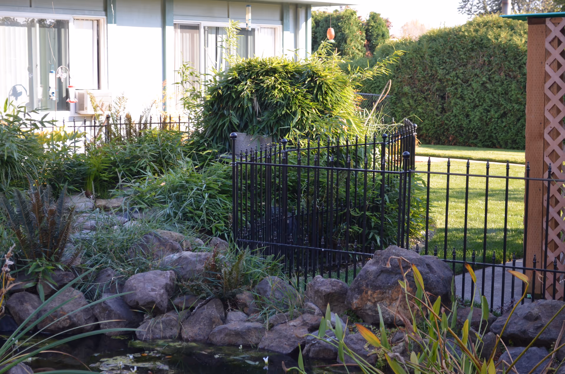 A garden area with lush green plants, rocks, and a small pond in the foreground. There is a black metal fence and gate, with a building and windows visible in the background. The scene is well-lit with natural sunlight.