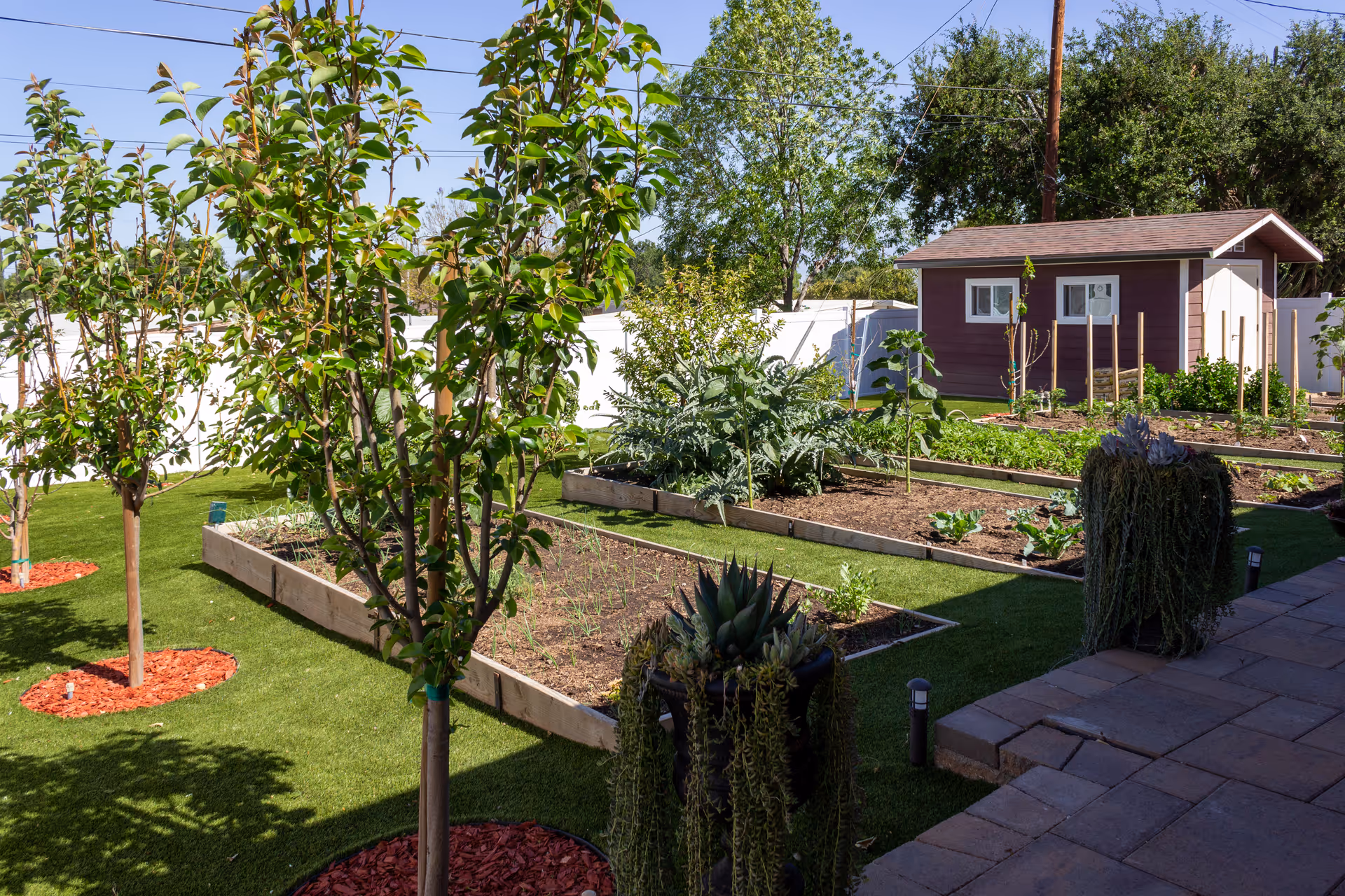 A well-maintained garden area with several raised planting beds containing various plants and vegetables. Young trees are planted in the grassy area with red mulch around their bases. A small purple garden shed with white trim is visible in the background, surrounded by a white fence and green trees under a clear blue sky.
