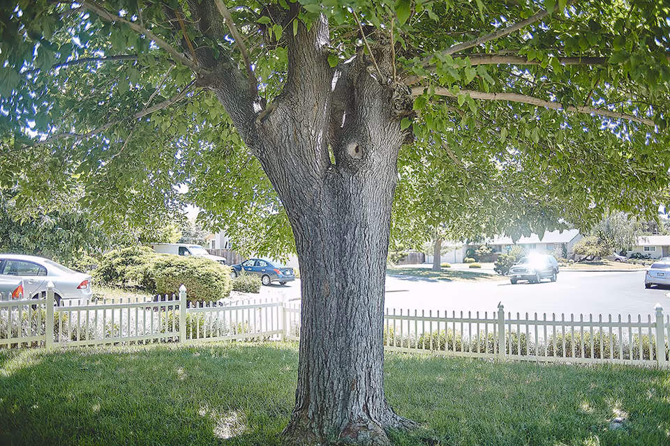 A large tree with a thick trunk and abundant green leaves providing shade over a grassy area. In the background, there is a white picket fence, several parked cars, and residential houses under a clear sky.