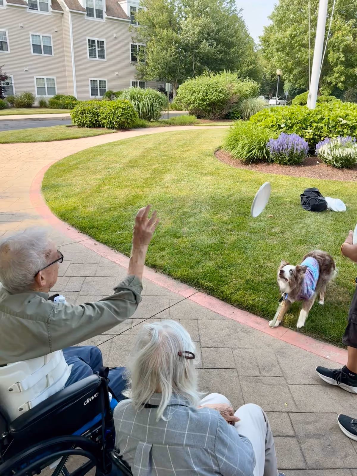 Two elderly individuals sitting outdoors on a paved area near a grassy lawn, one in a wheelchair throwing a frisbee towards a dog wearing a colorful shirt, with greenery and a building in the background.