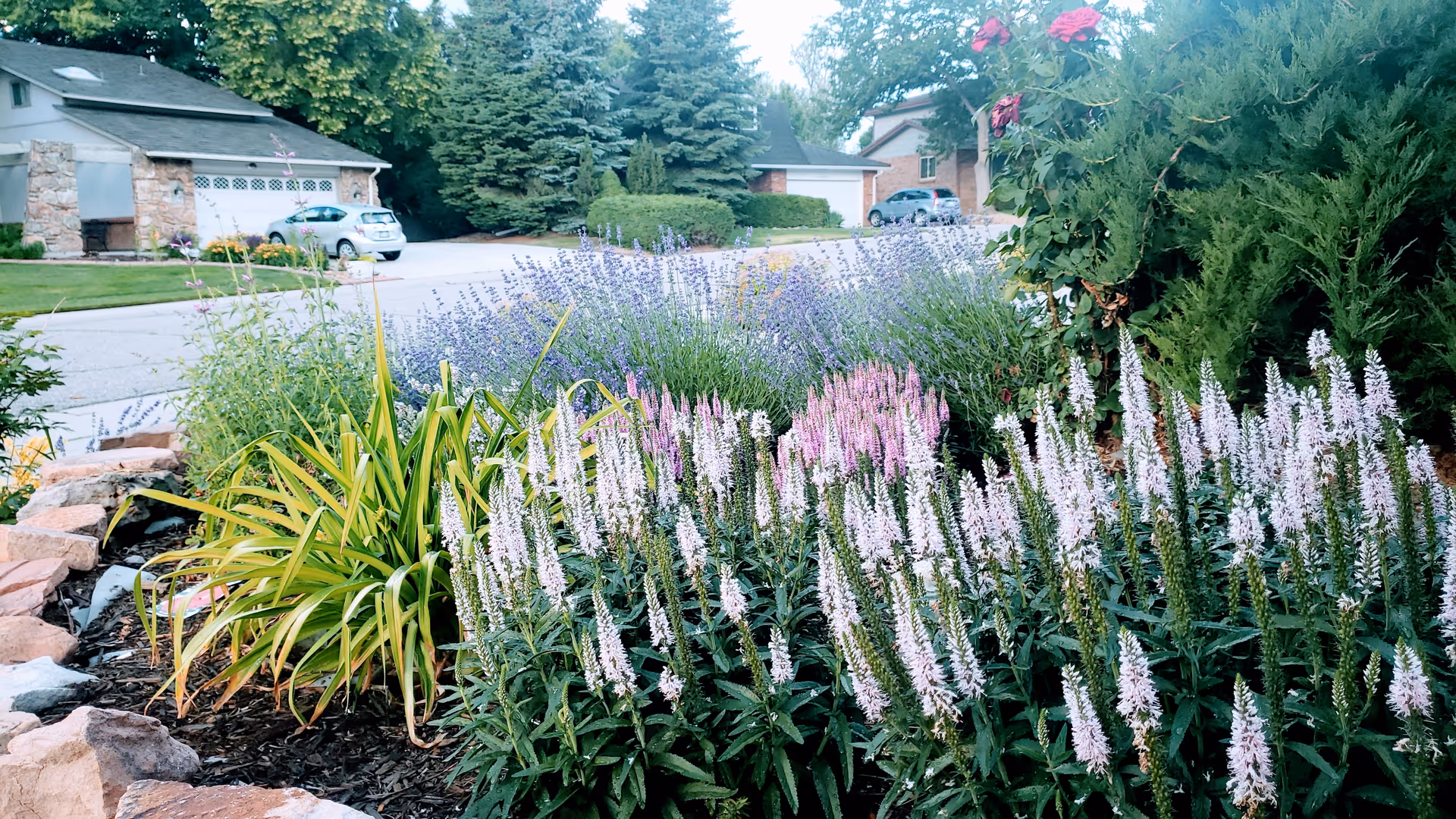 A front garden bed filled with purple and white flowering plants and shrubs beside a suburban street with houses and parked cars in the background.
