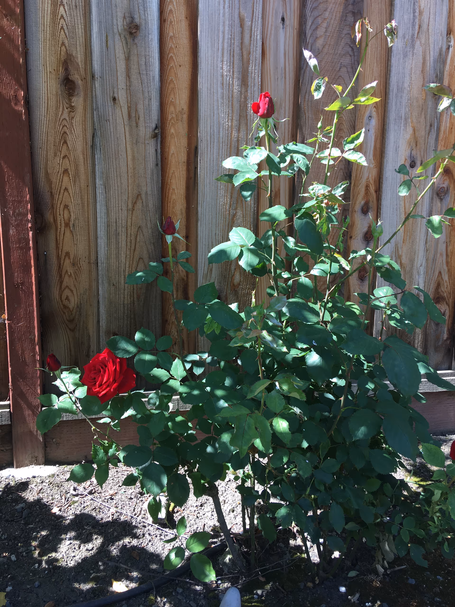 Red rose bush with blooms and buds growing in front of a wooden fence.