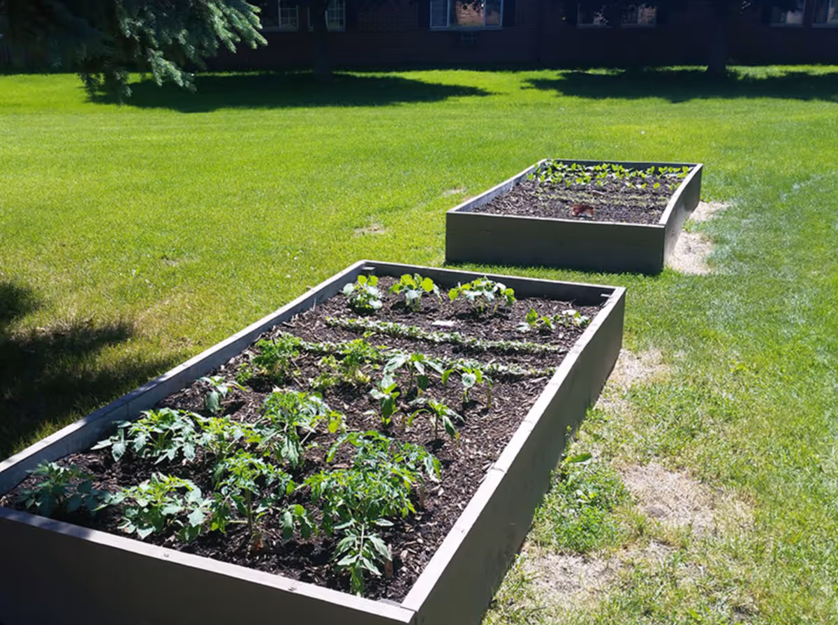 Two raised garden beds with young plants growing in them, situated on a grassy lawn with trees and a building partially visible in the background.